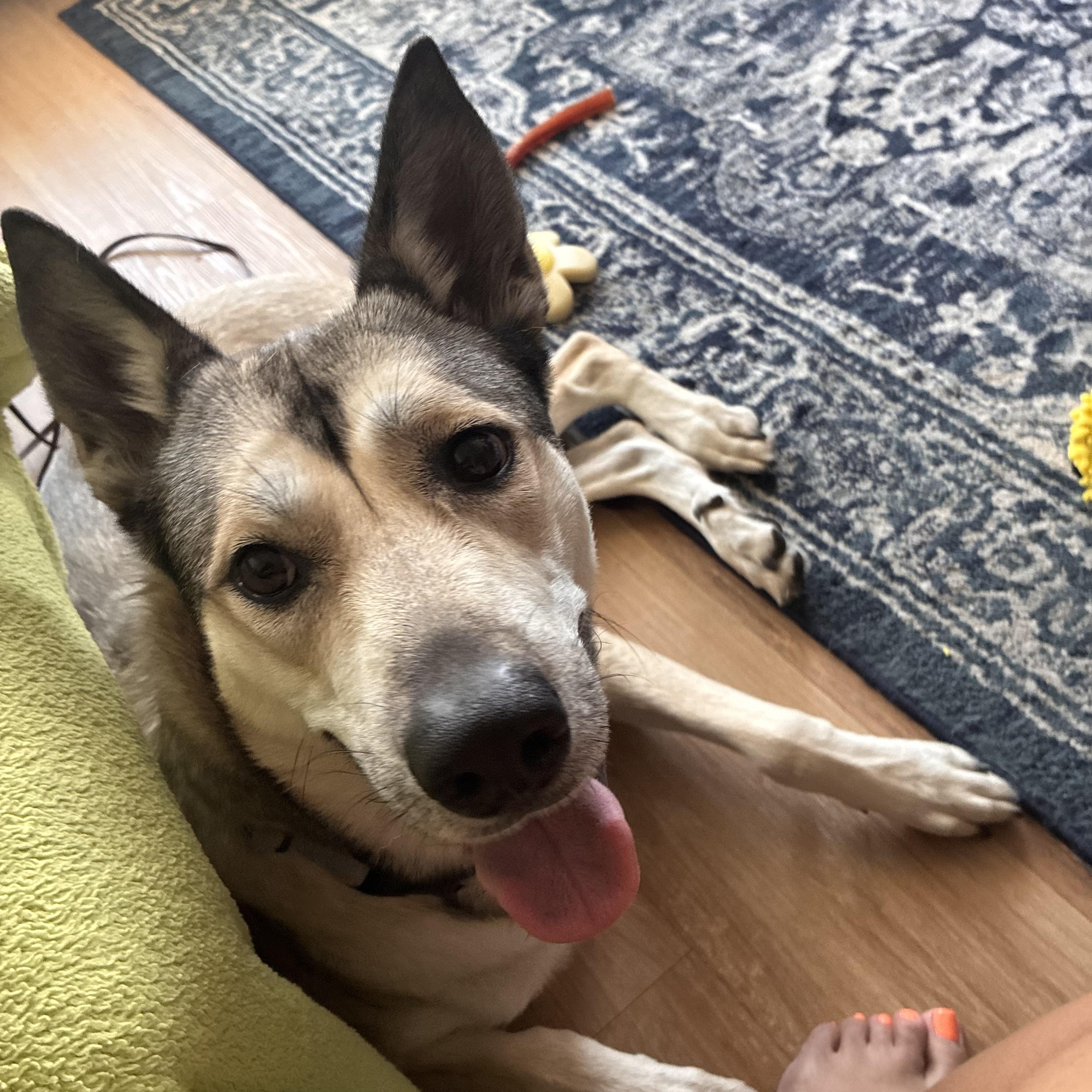 Louise, a ADOPTABLE mixed breed in Chandler, AZ image 2/5