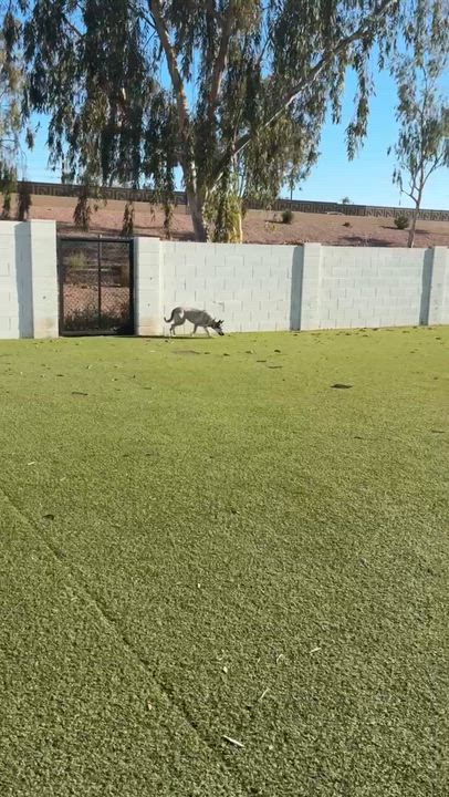 Enlarge Louise, a ADOPTABLE mixed breed in Chandler, AZ video 3/5
