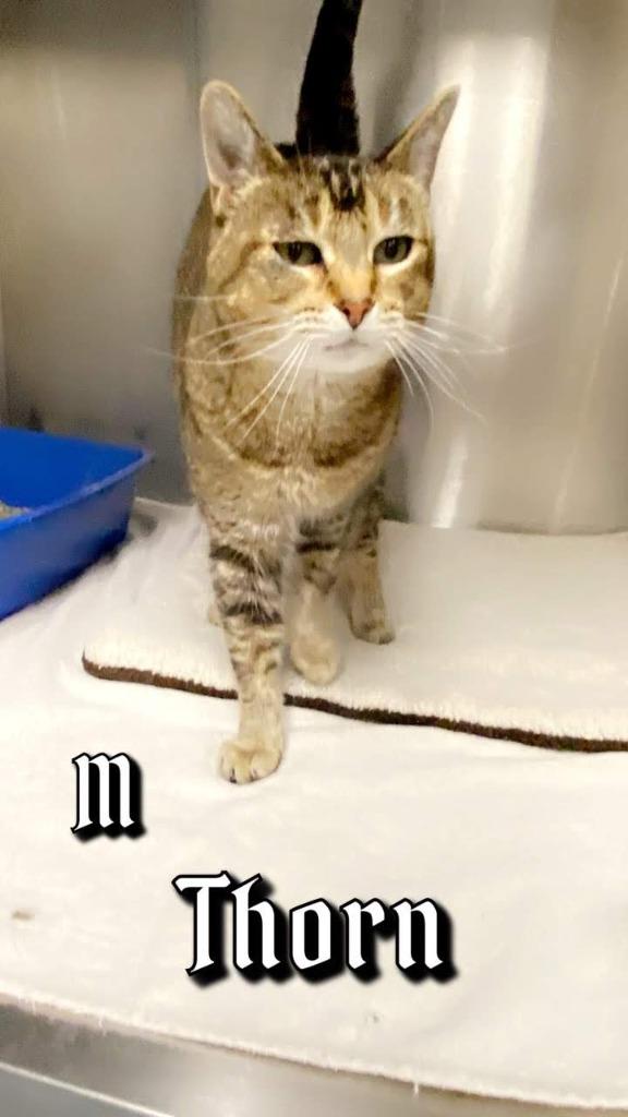 Enlarge Thorn, a Adopted mixed breed in Sapulpa, OK image 1/1