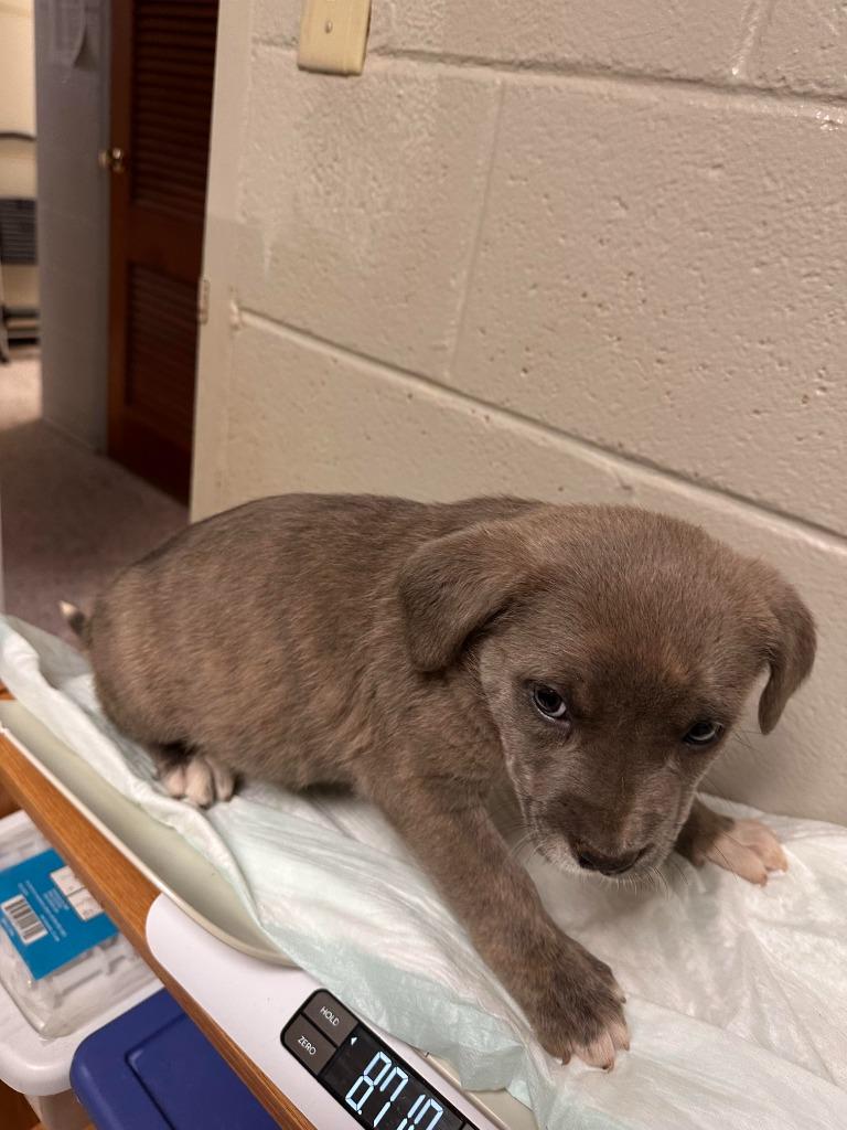 Patty, Adoptable, Puppy Female Labrador Retriever.