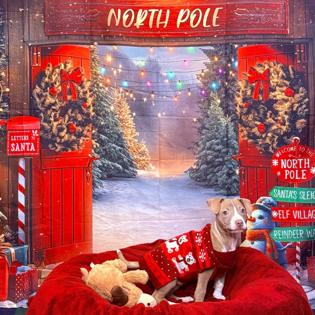 Hazel, adoptable, Puppy Female Pit Bull Terrier & Mixed Breed.