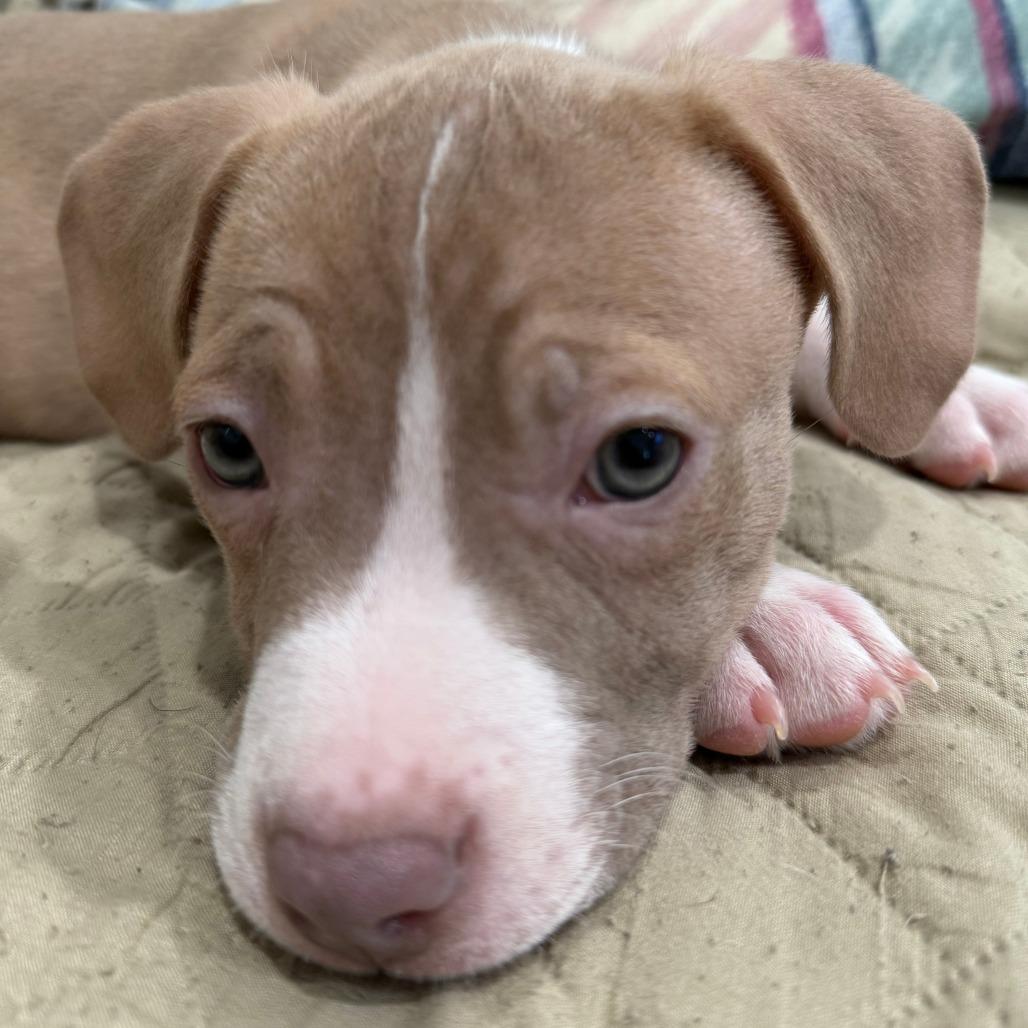 Hazel, adoptable, Puppy Female Pit Bull Terrier & Mixed Breed.