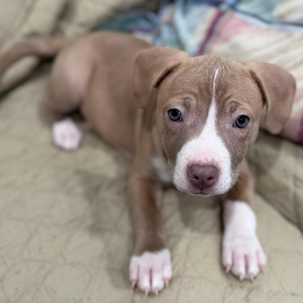 Hazel, an adoptable mixed breed image 2/2