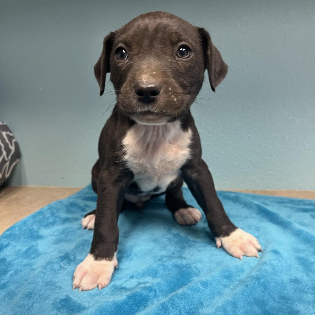 Gloria, Adoptable, Puppy Female American Staffordshire Terrier.