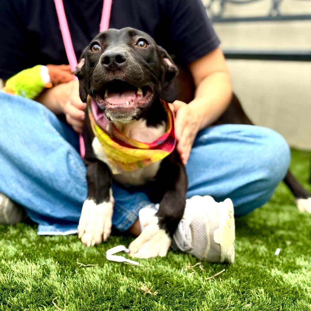 Gloria, a Adoptable American Staffordshire Terrier in Fredericksburg, TX image 2/6