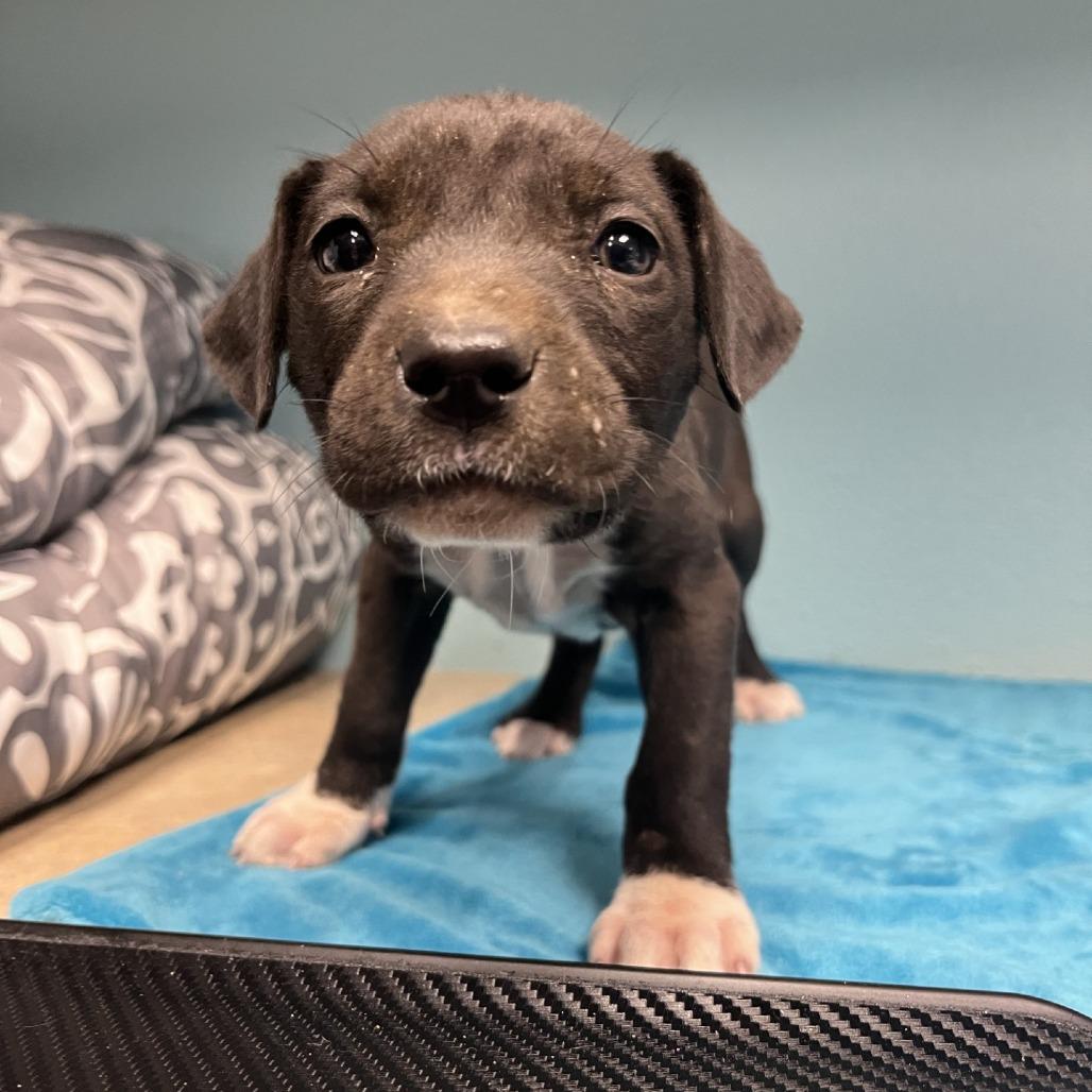 Enlarge Gloria, a Adoptable American Staffordshire Terrier in Fredericksburg, TX image 2/3