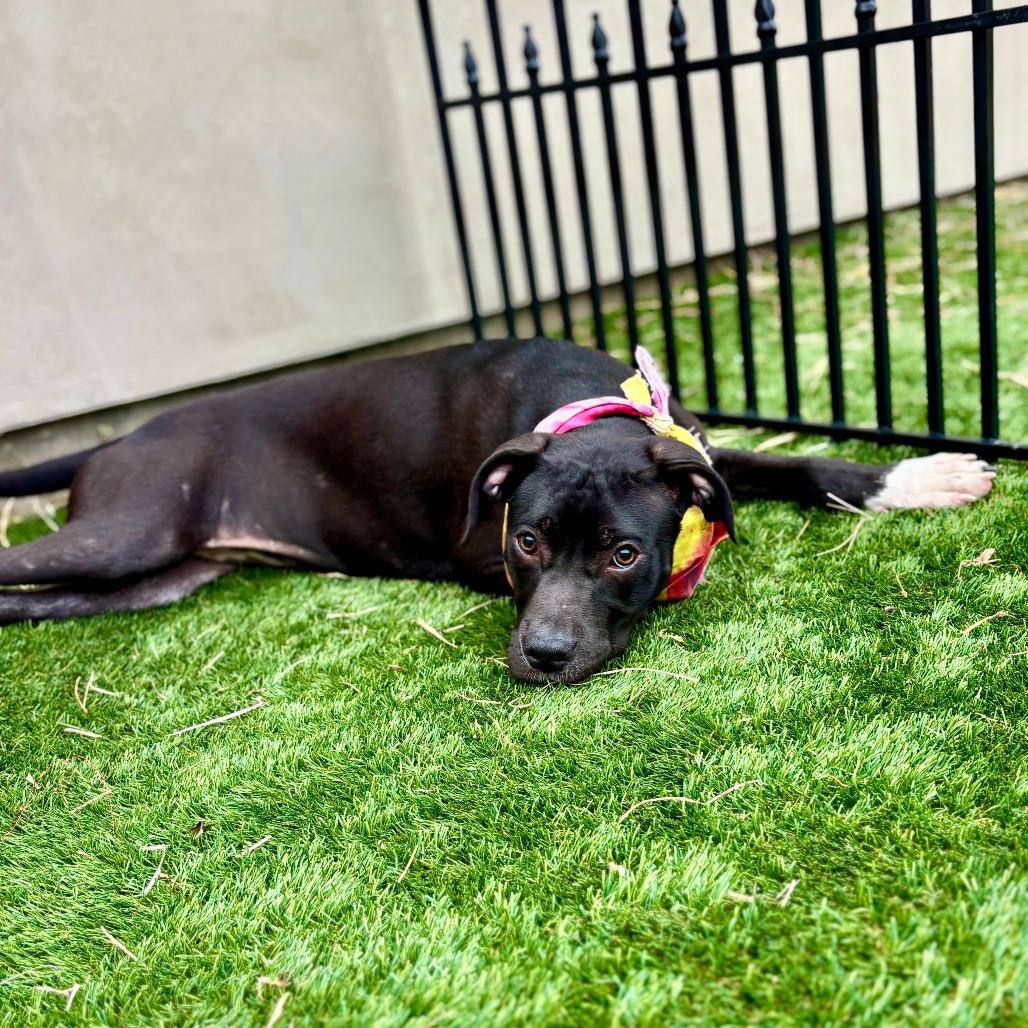 Gloria, a Adoptable American Staffordshire Terrier in Fredericksburg, TX image 4/6