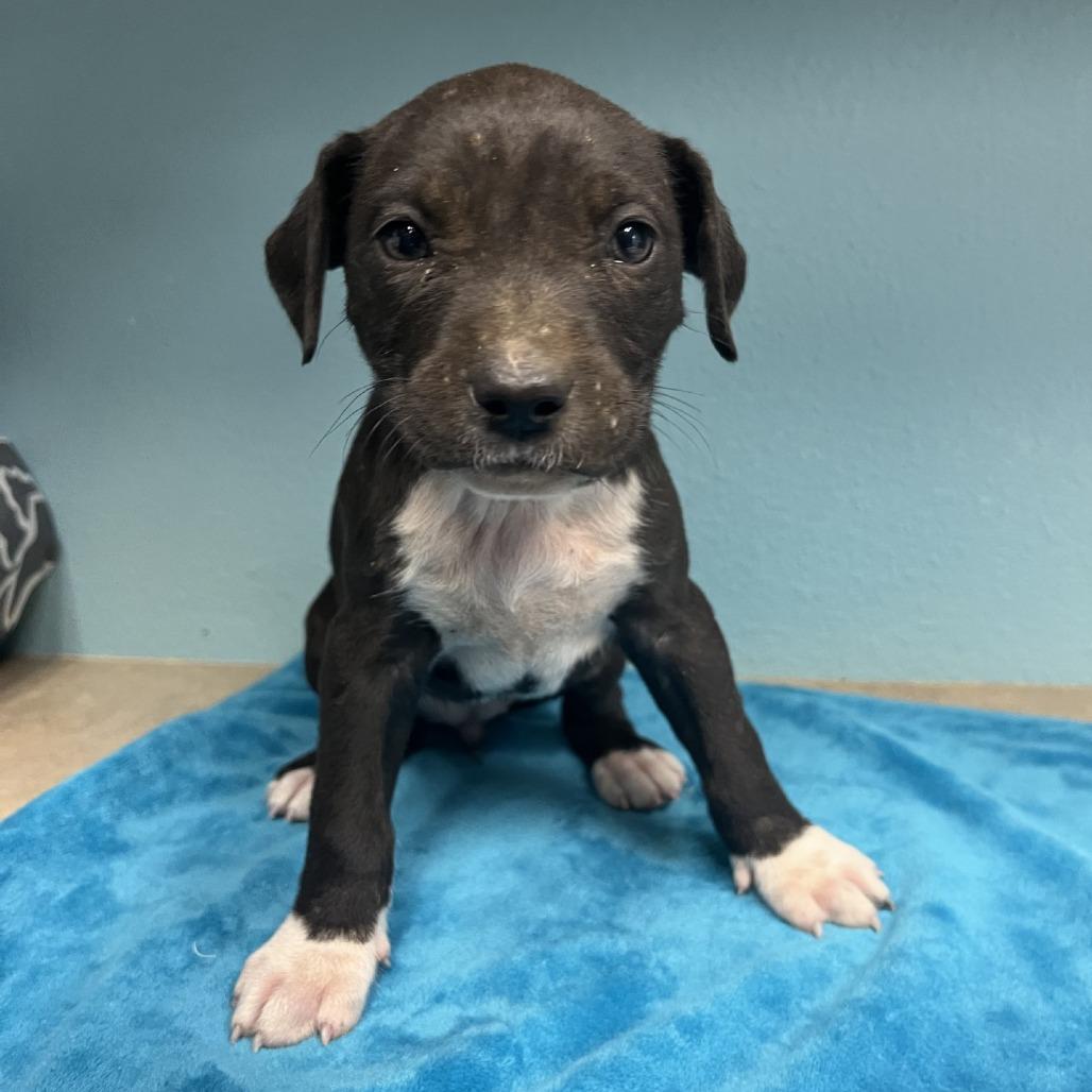 Enlarge Gloria, a Adoptable American Staffordshire Terrier in Fredericksburg, TX image 3/3