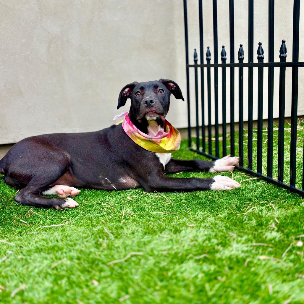 Gloria, a Adoptable American Staffordshire Terrier in Fredericksburg, TX image 6/6