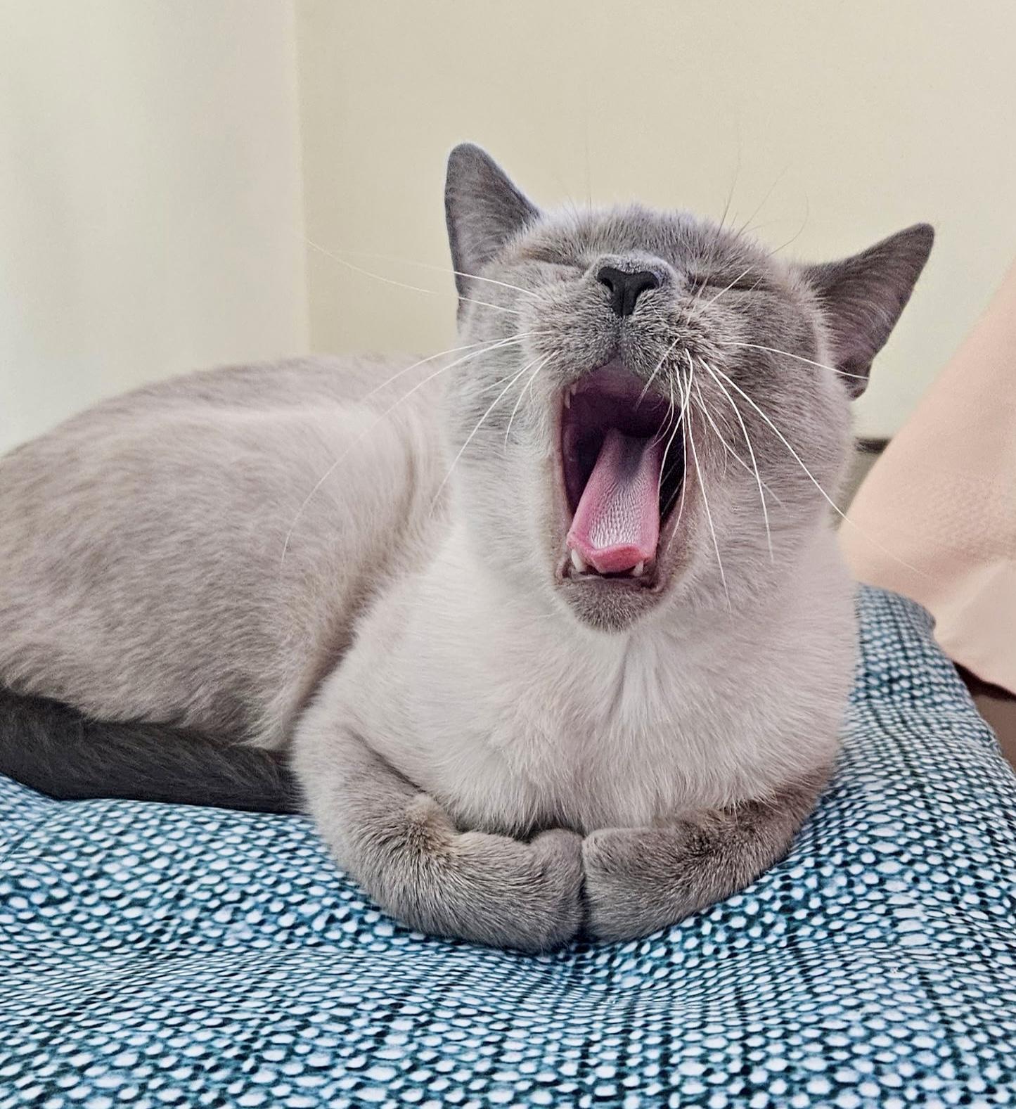 Enlarge Marzipan, a Adoptable Siamese in San Juan Capistrano, CA image 2/5
