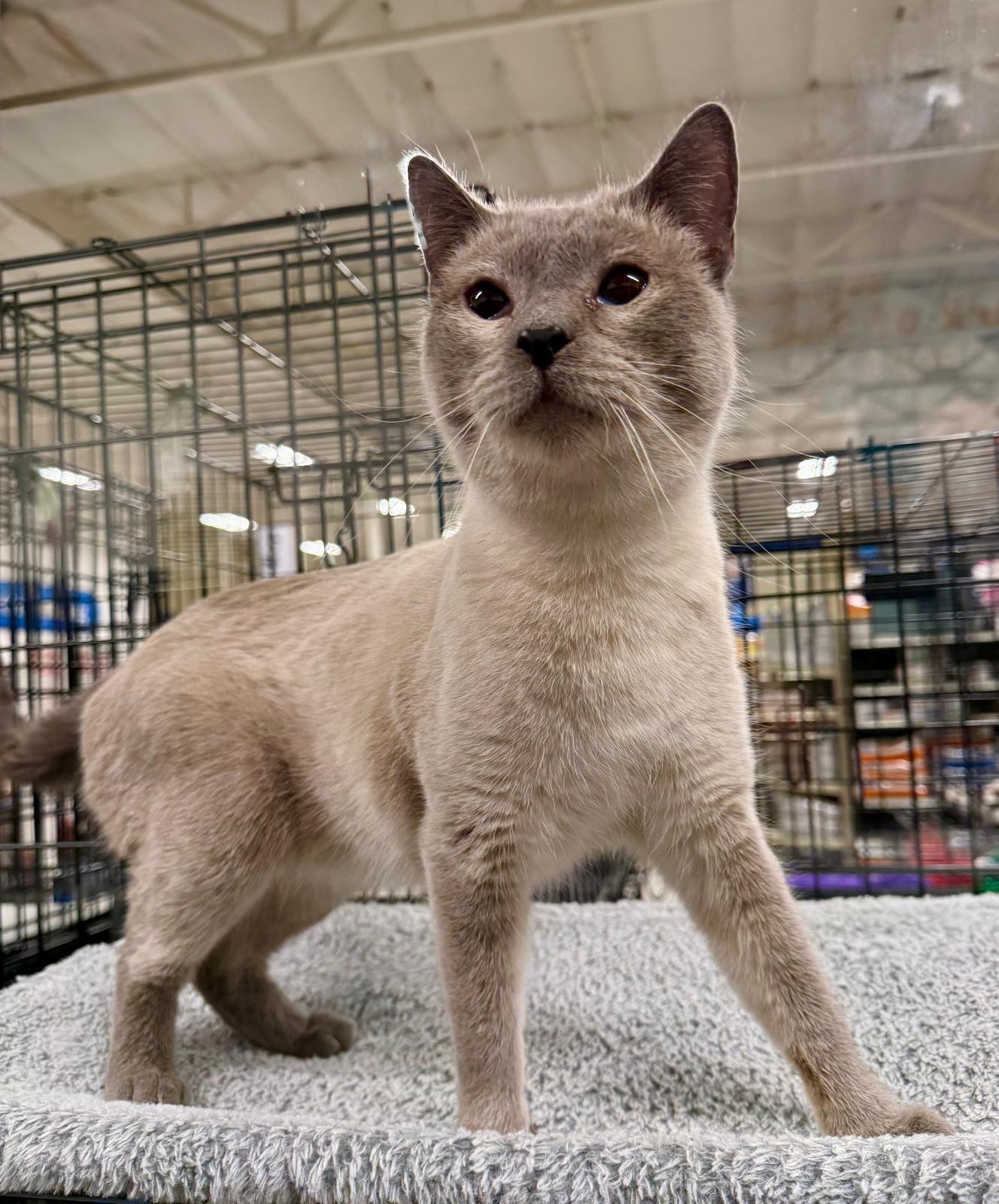 Enlarge Marzipan, a Adoptable Siamese in San Juan Capistrano, CA image 1/2