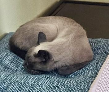 Enlarge Marzipan, a Adoptable Siamese in San Juan Capistrano, CA image 3/5