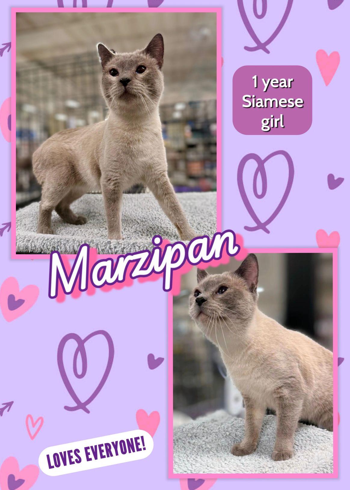 Enlarge Marzipan, a Adoptable Siamese in San Juan Capistrano, CA image 2/2