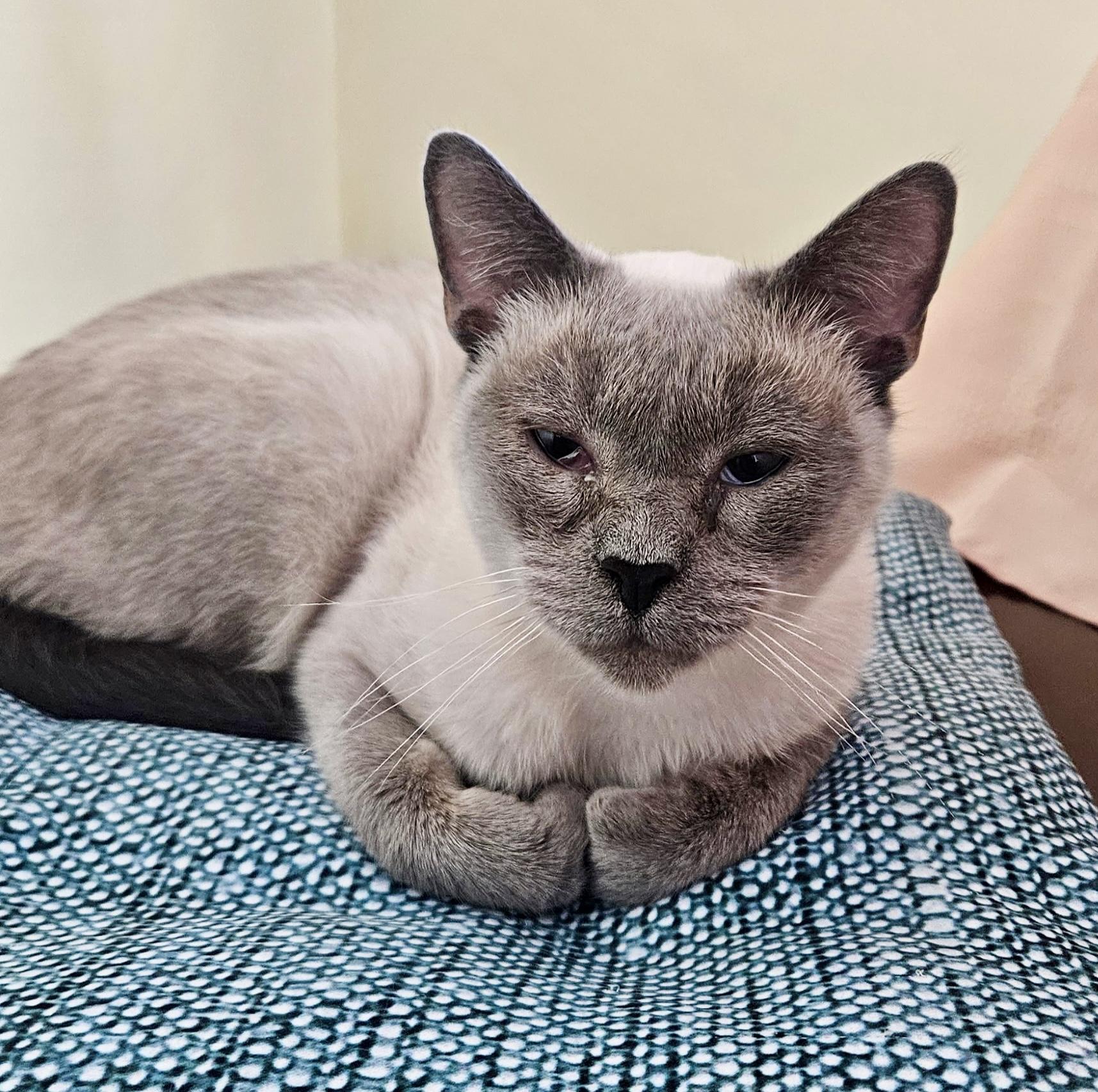 Marzipan, Adoptable, Adult Female Siamese.