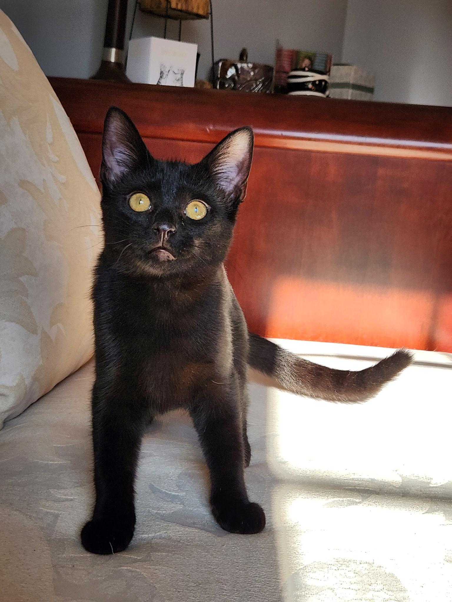 Enlarge Opal-- courtesy listing, a ADOPTABLE mixed breed in Concord, NC image 1/1