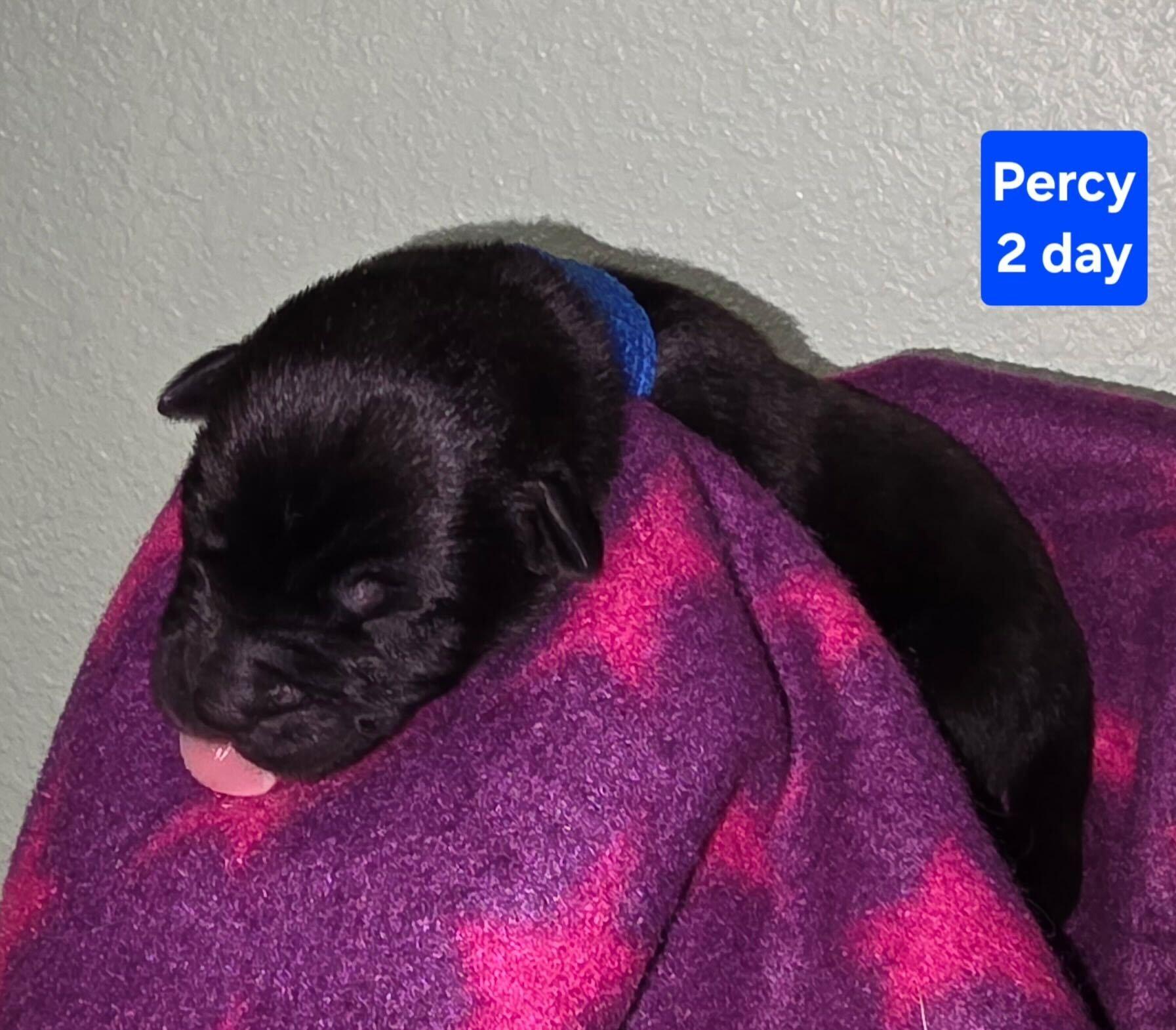 Enlarge Percival (Percy), a Adoptable mixed breed in Cottonwood Heights, UT image 2/2