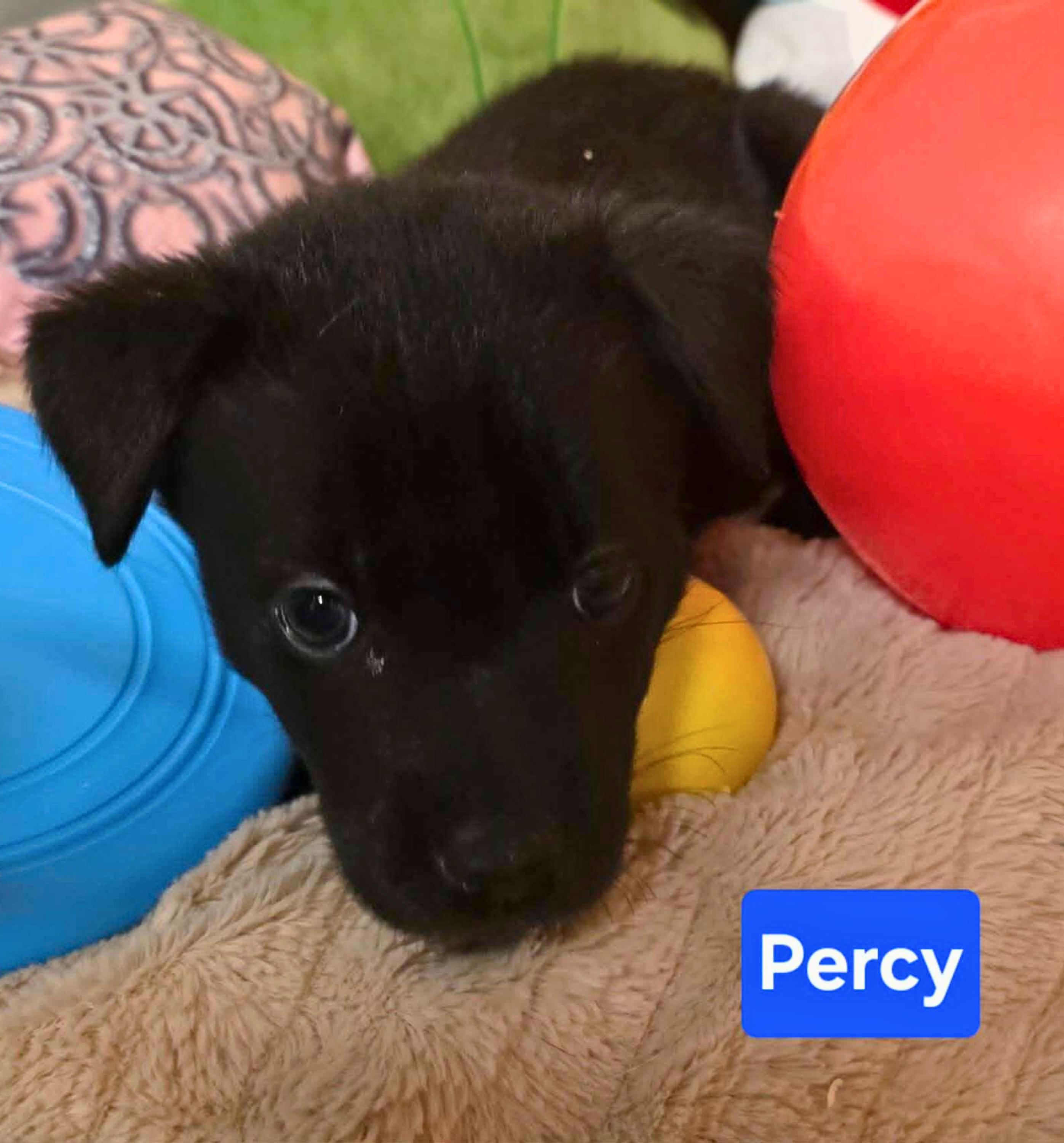 Percival (Percy), a Adoptable mixed breed in Cottonwood Heights, UT image 3/4