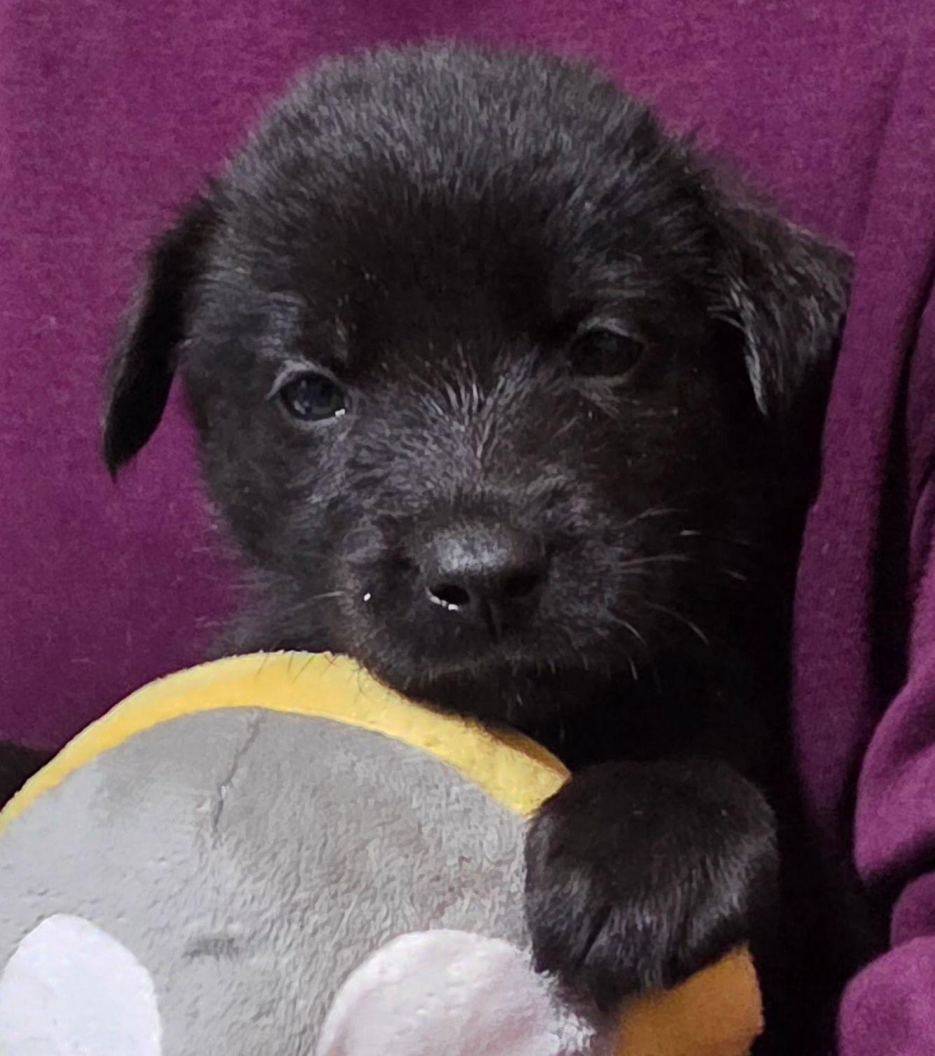 Percival (Percy), a Adoptable mixed breed in Cottonwood Heights, UT image 4/4