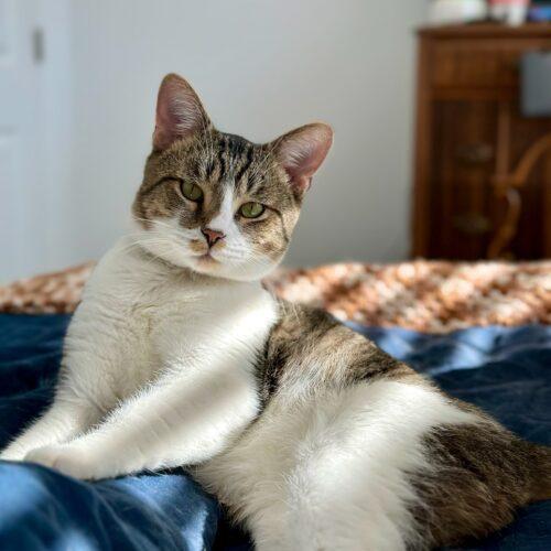 Enlarge Gordo, a Adoptable Domestic Short Hair in Fishers, IN image 2/5