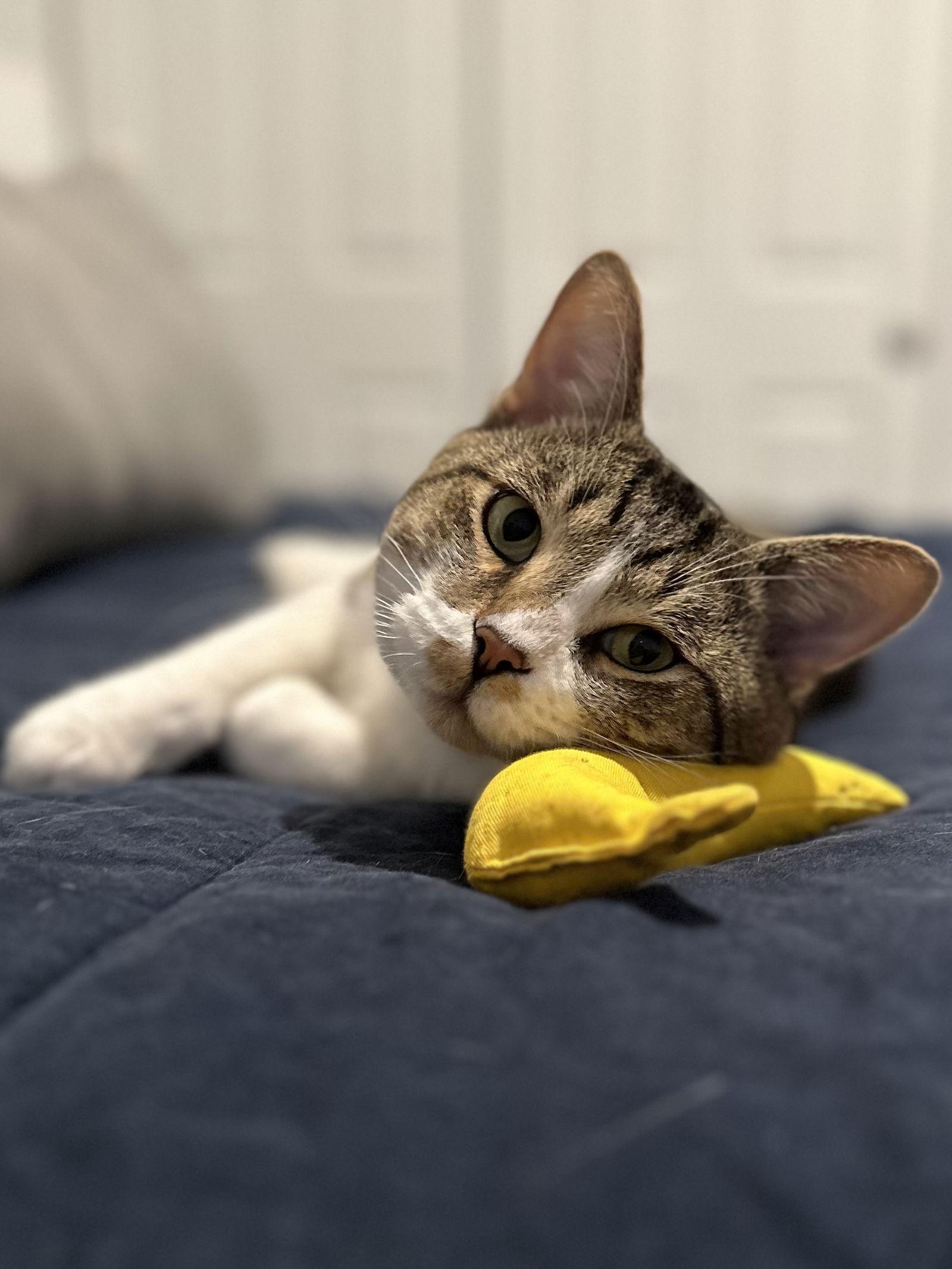 Gordo, a Adoptable Domestic Short Hair in Fishers, IN image 3/6
