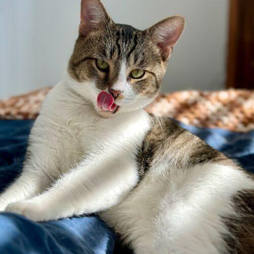 Enlarge Gordo, a Adoptable Domestic Short Hair in Fishers, IN image 3/5