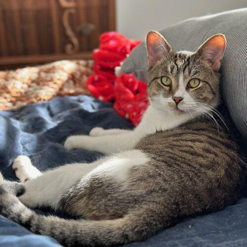 Enlarge Gordo, a Adoptable Domestic Short Hair in Fishers, IN image 4/5