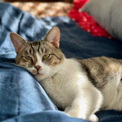 Enlarge Gordo, a Adoptable Domestic Short Hair in Fishers, IN image 5/5