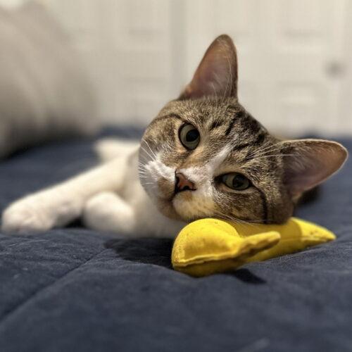 Enlarge Gordo, a Adoptable Domestic Short Hair in Fishers, IN image 6/6
