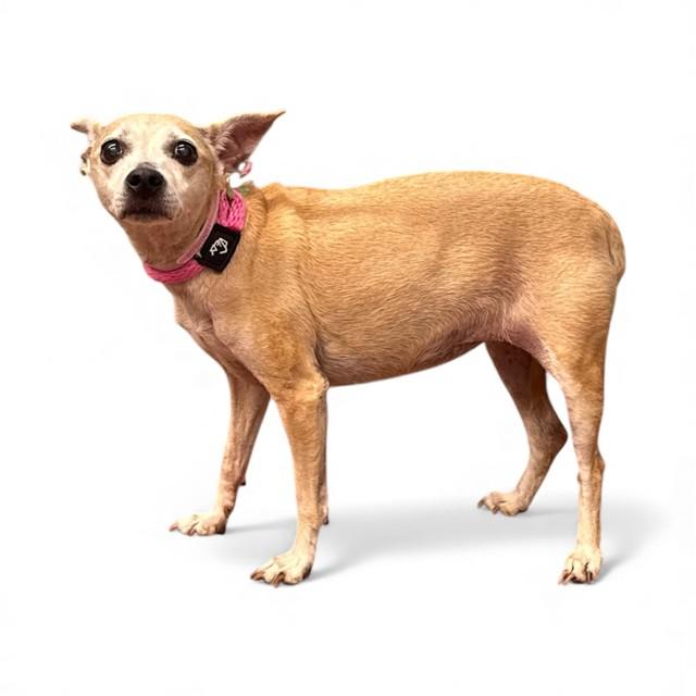 Enlarge ANNIE, a Adoptable Whippet in Agoura, CA image 1/2