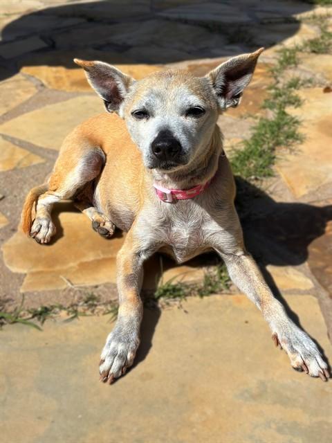 Enlarge ANNIE, a Adoptable Whippet in Agoura, CA image 1/1