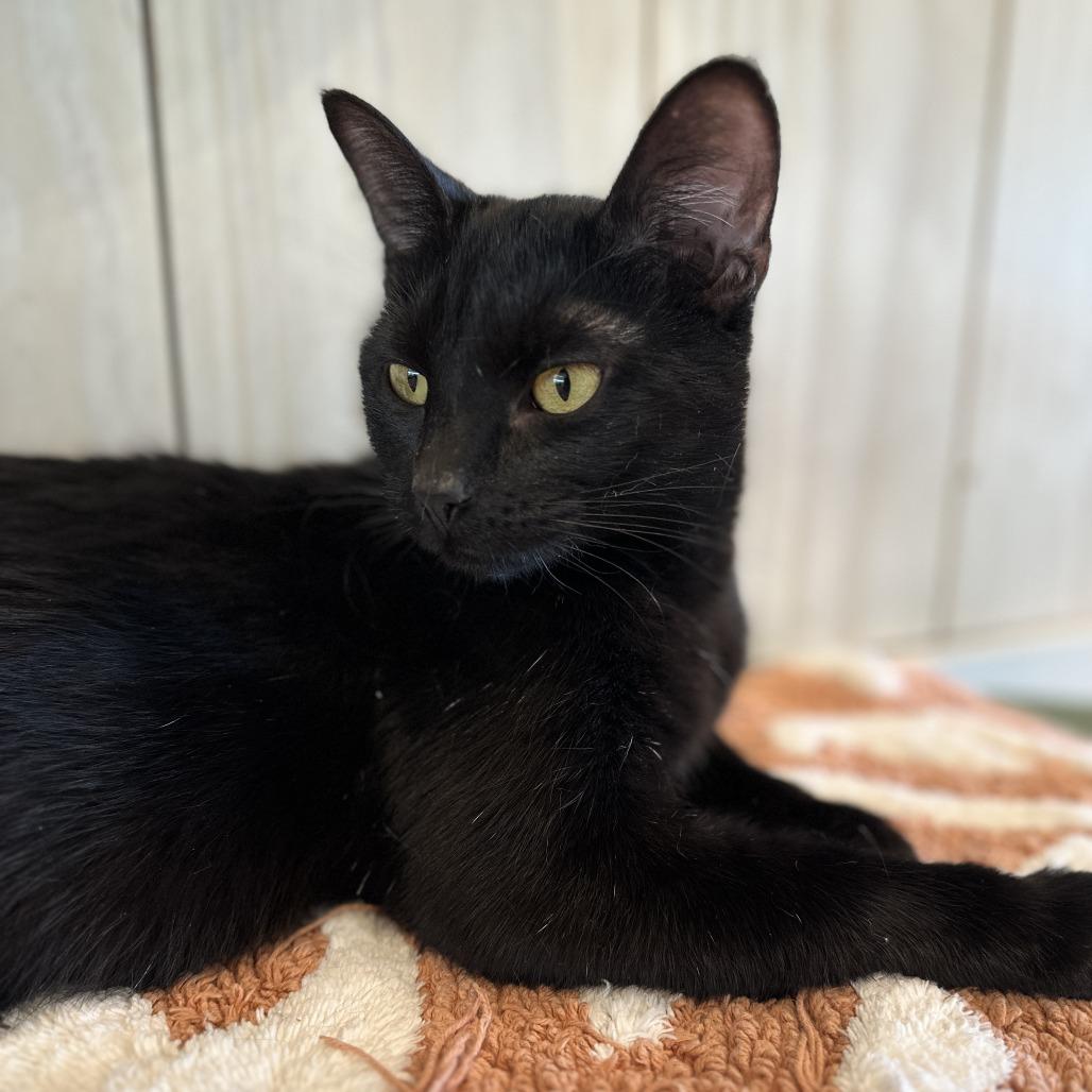 Betty Jo, Adoptable, Adult Female Domestic Short Hair.