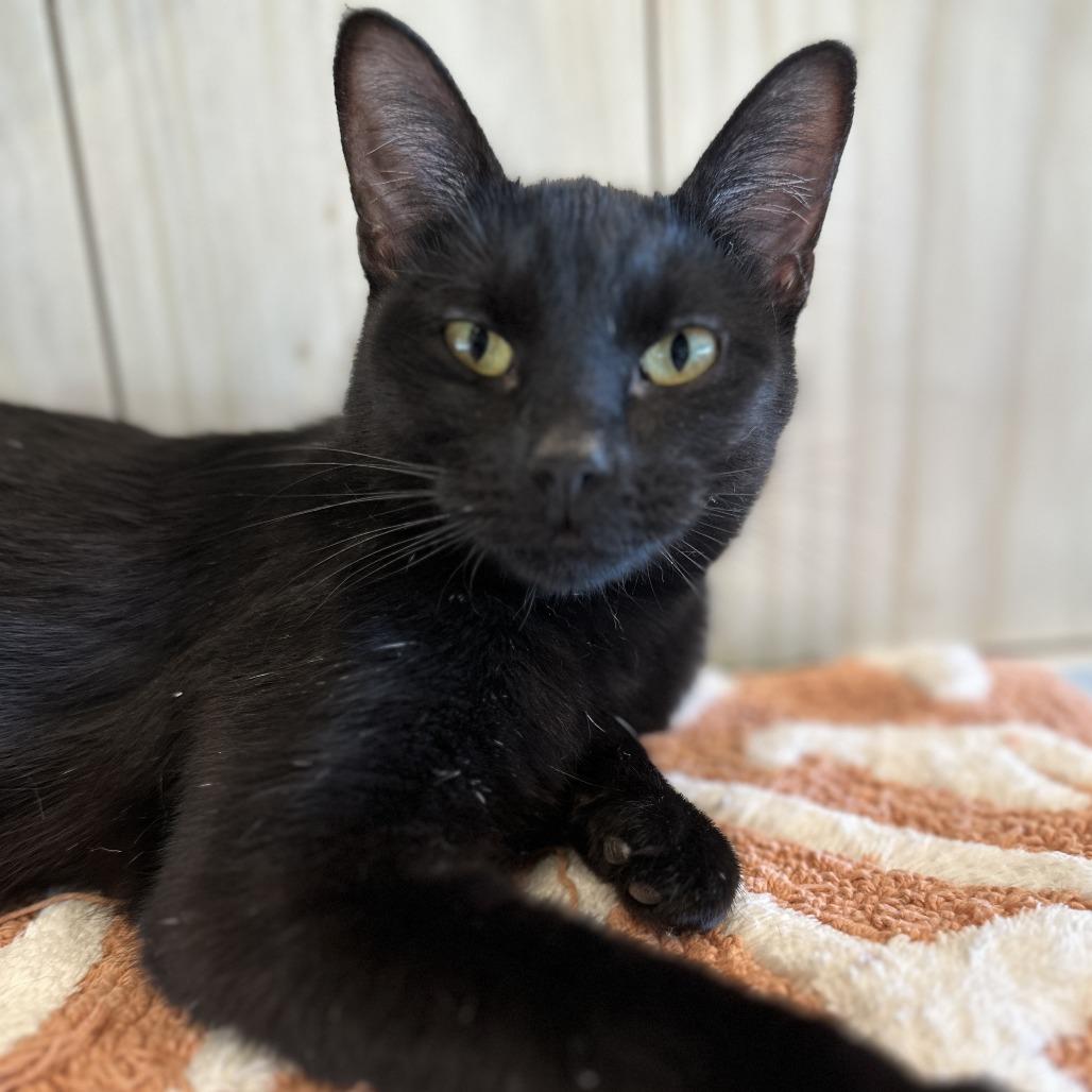 Betty Jo, a Adoptable Domestic Short Hair in Bentonville, AR image 2/2