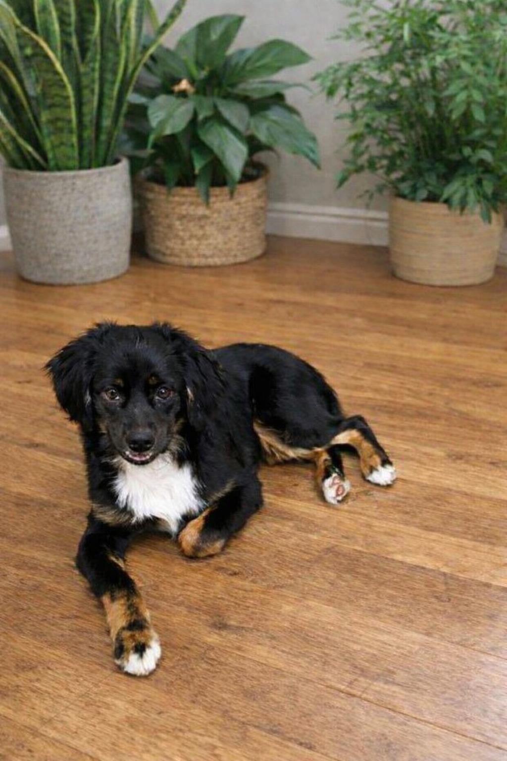 Enlarge Eddie, a Adoptable Australian Shepherd in Dallas, TX image 1/3
