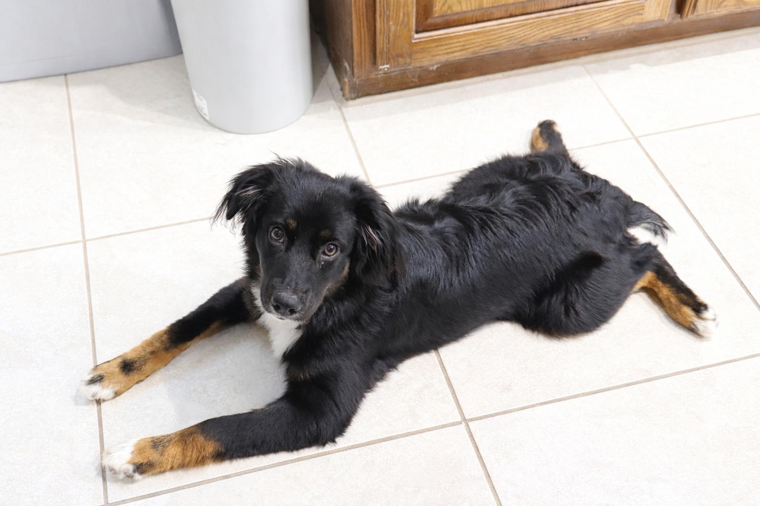 Enlarge Eddie, a Adoptable Australian Shepherd in Dallas, TX image 2/3