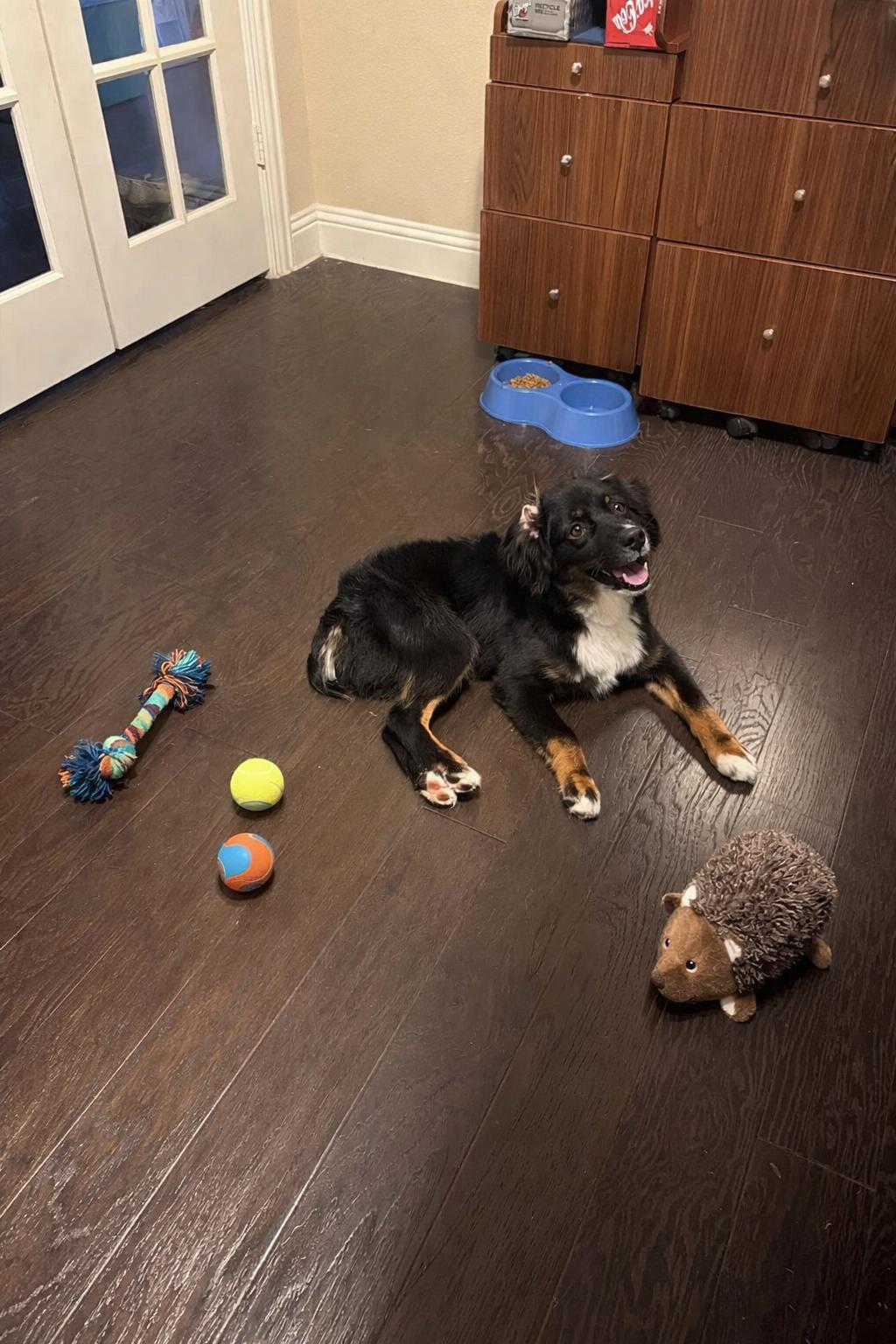 Enlarge Eddie, a Adoptable Australian Shepherd in Dallas, TX image 3/3