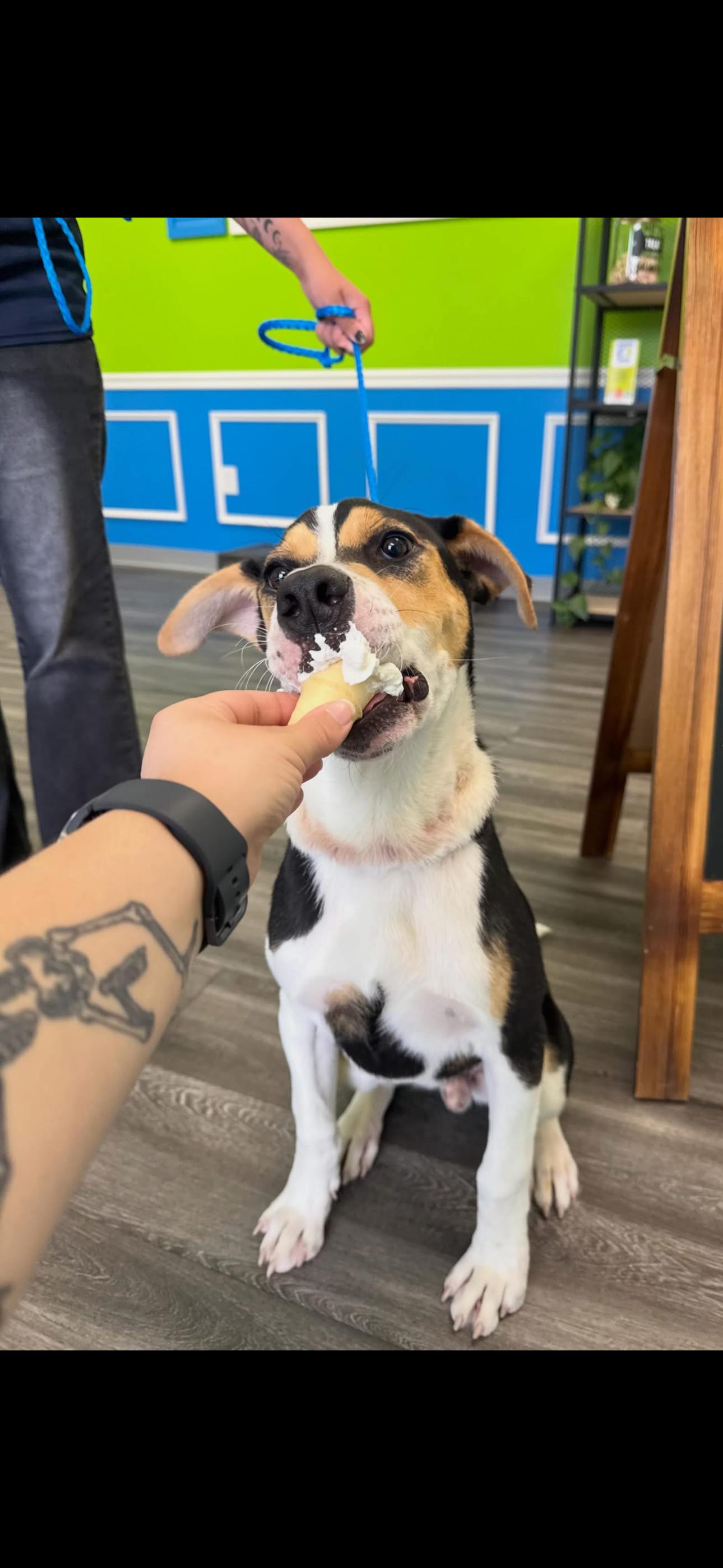 Enlarge Puppy, a Adoptable mixed breed in Dallas, TX image 2/3
