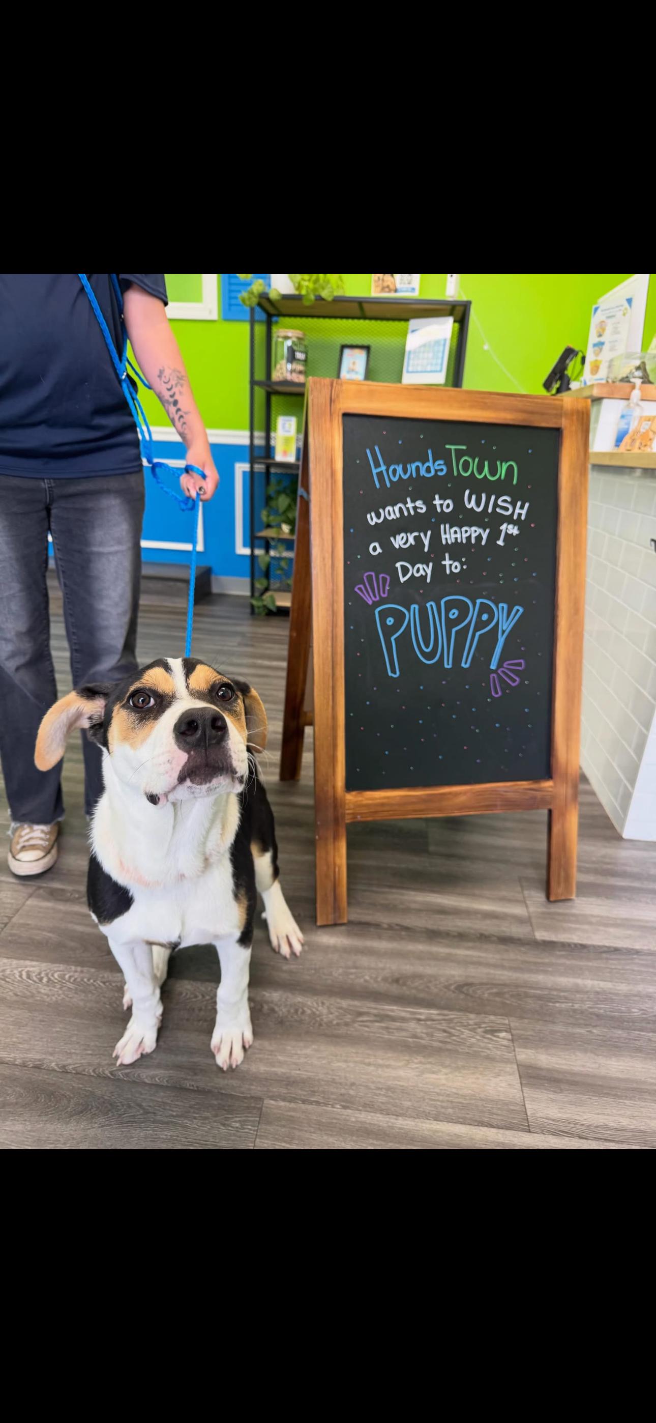 Enlarge Puppy, a Adoptable mixed breed in Dallas, TX image 1/3