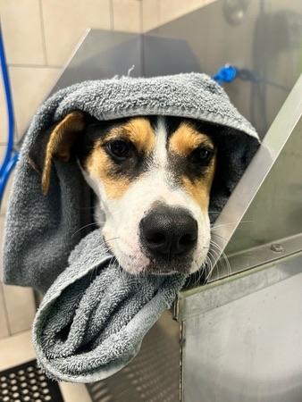 Enlarge Puppy, a Adoptable mixed breed in Dallas, TX image 3/3