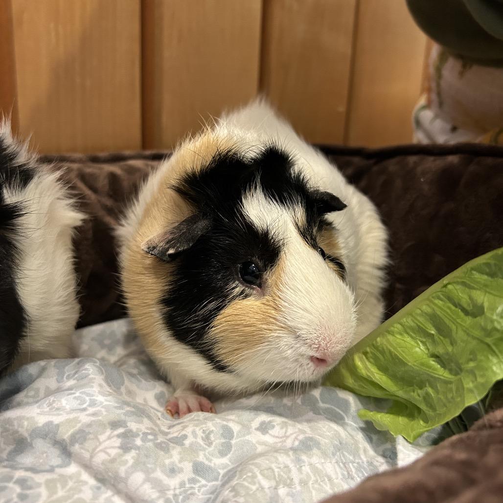 Avocado, Adoptable, Young Male Guinea Pig & Abyssinian.