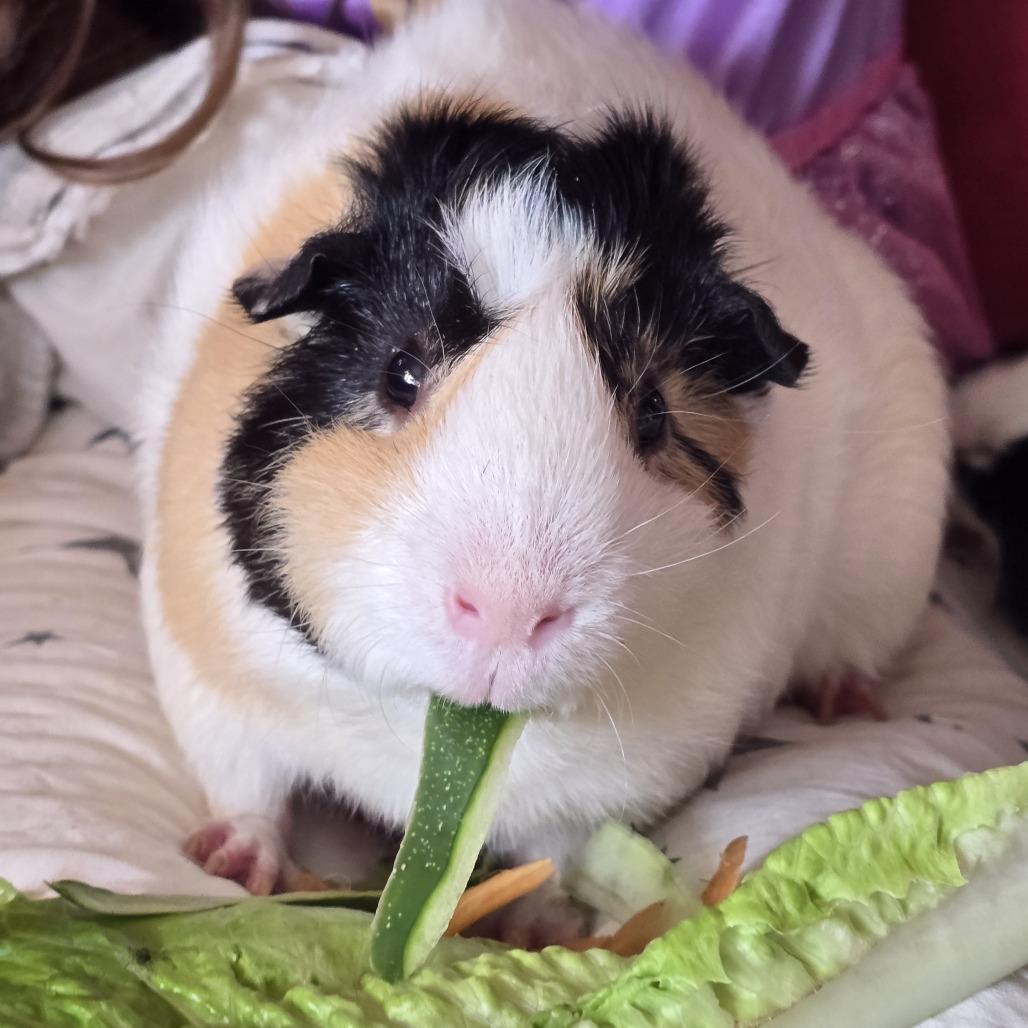Avocado, a Adoptable mixed breed in Charlottesville, VA image 2/6