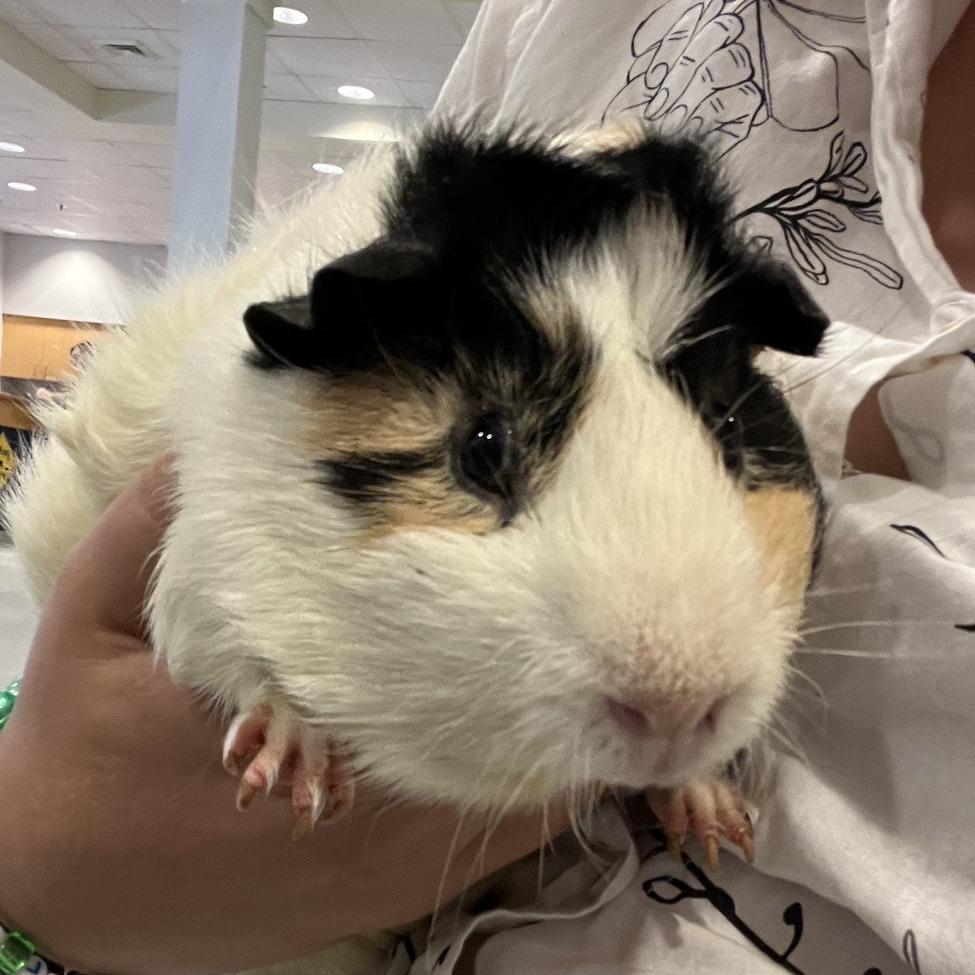 Avocado, a Adoptable mixed breed in Charlottesville, VA image 3/6