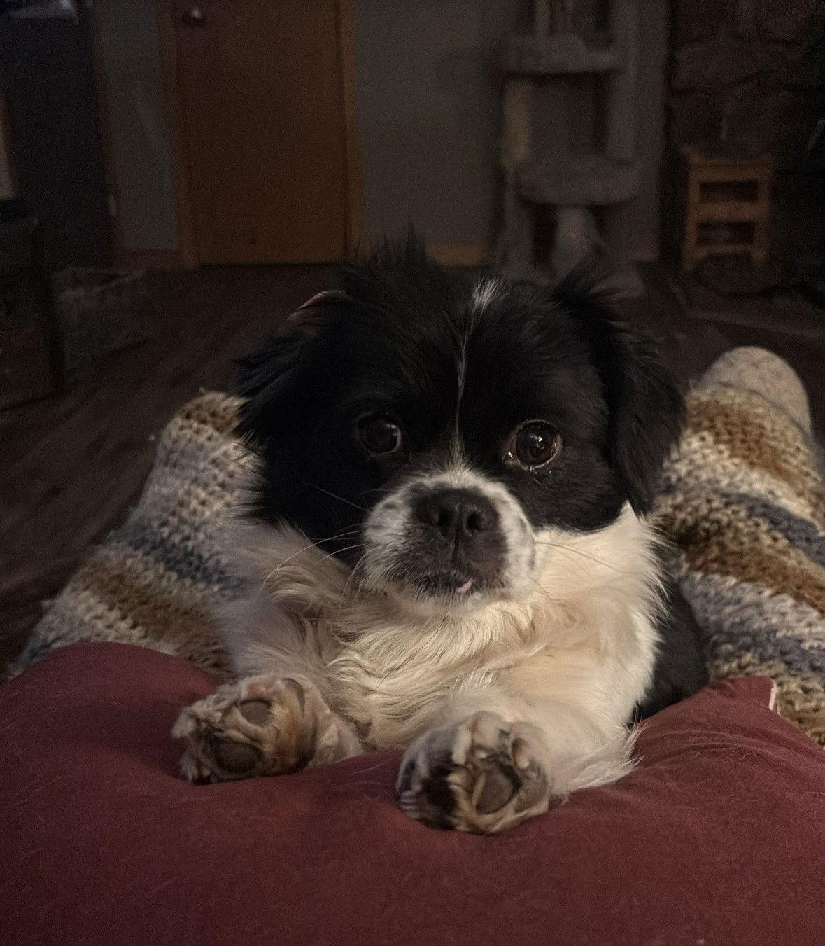 Lilo, Adoptable, Adult Female Shih Tzu.