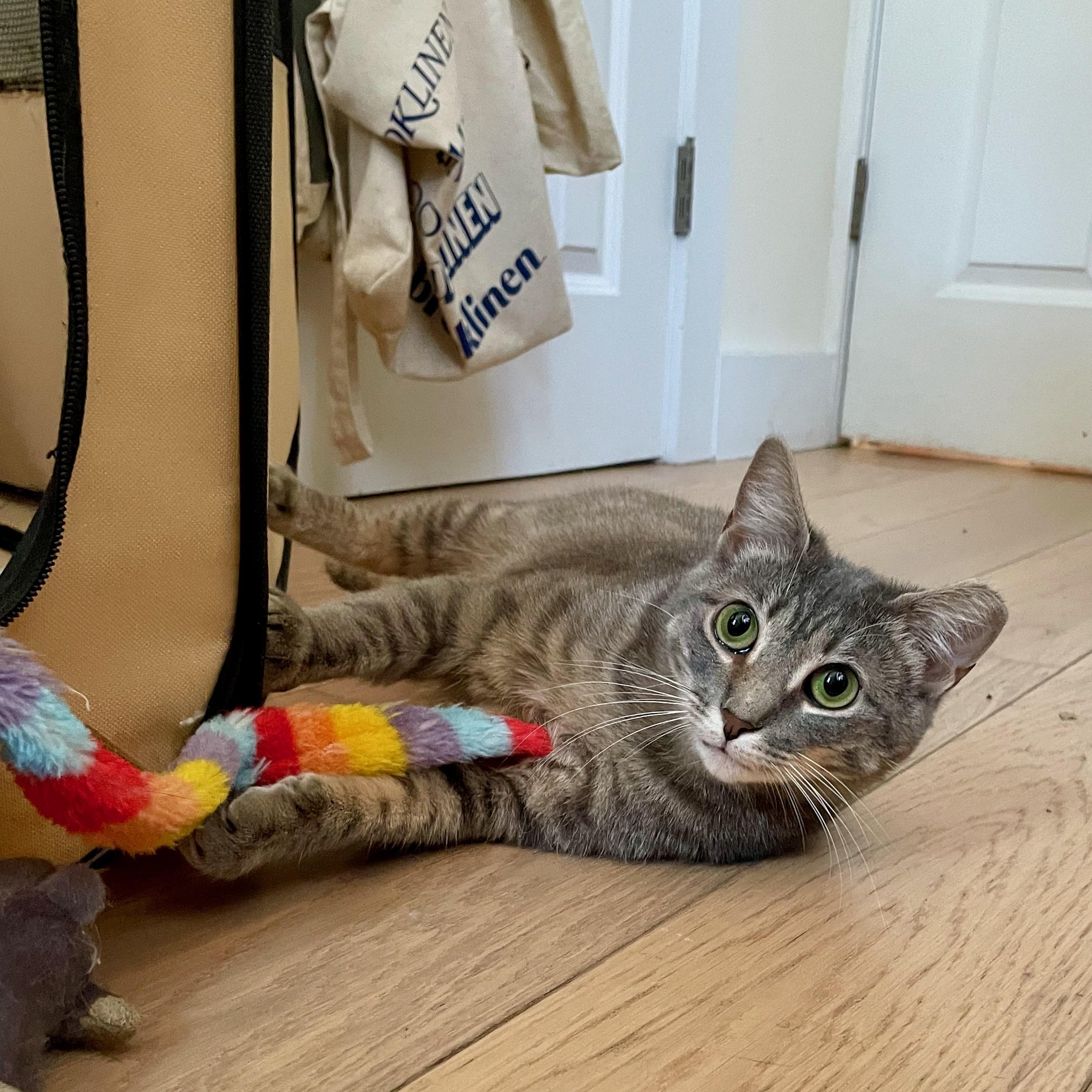 Enlarge Sporty, an adoption pending Domestic Short Hair in Brooklyn , NY image 4/6