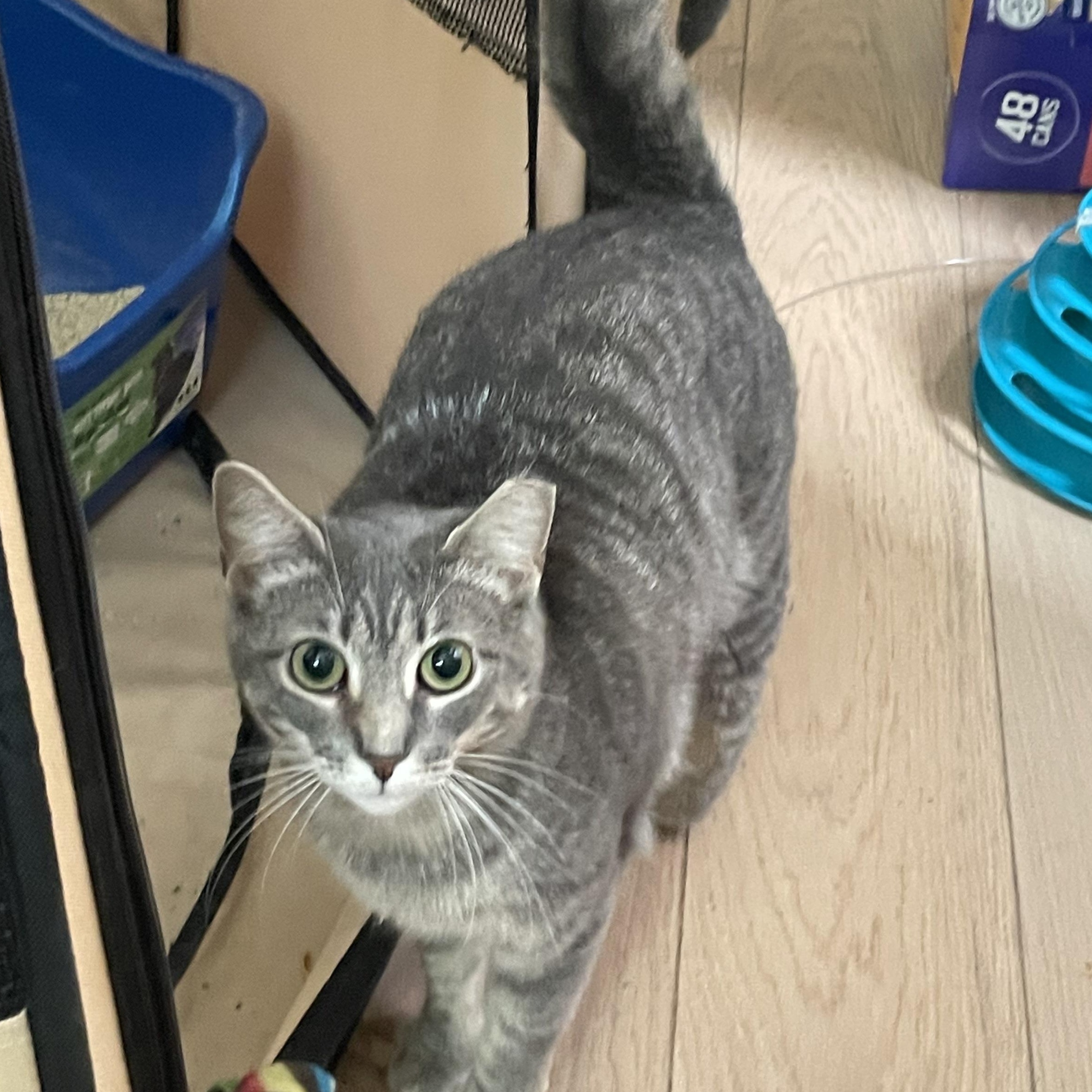 Enlarge Sporty, an adoption pending Domestic Short Hair in Brooklyn , NY image 2/6