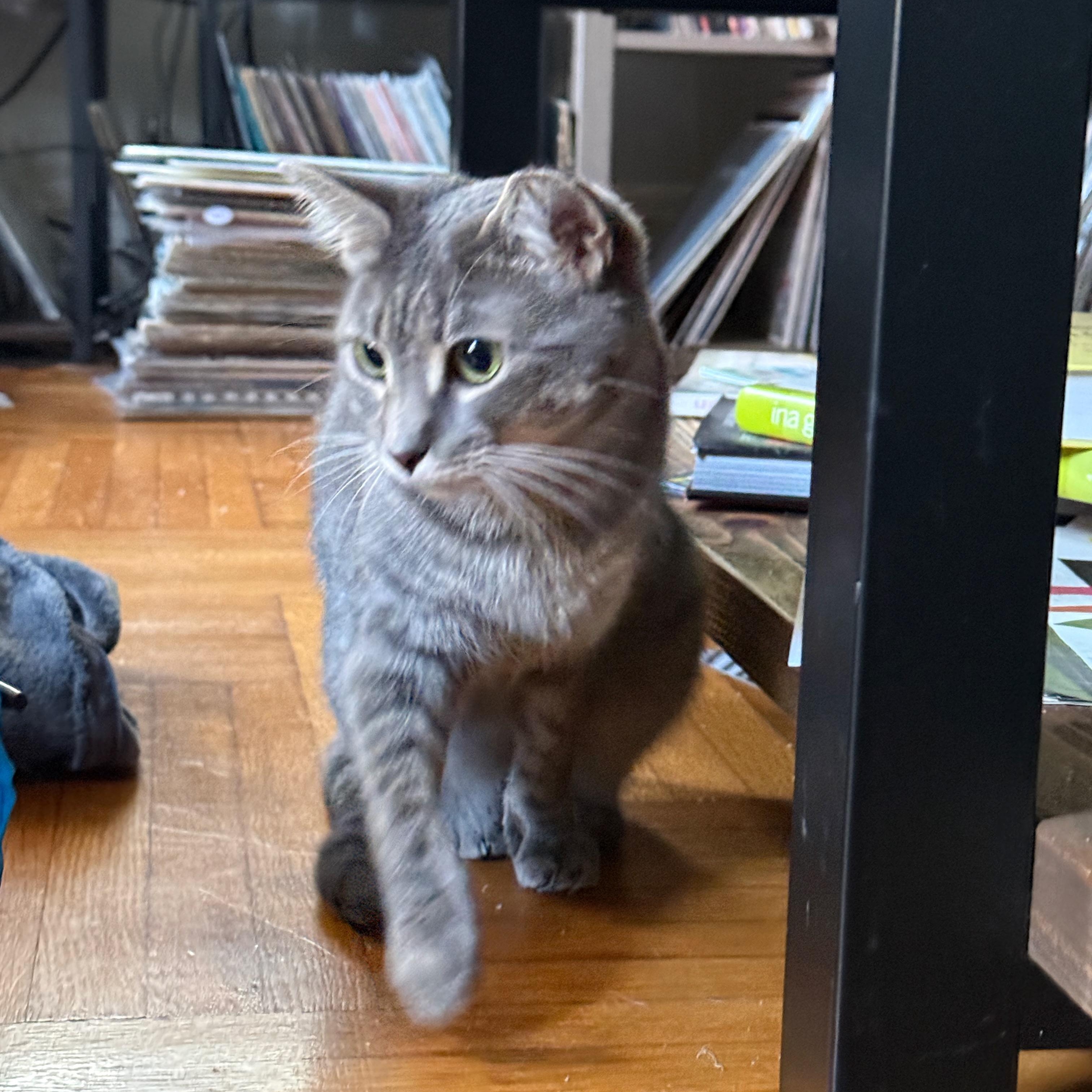 Enlarge Sporty, an adoption pending Domestic Short Hair in Brooklyn , NY image 3/6