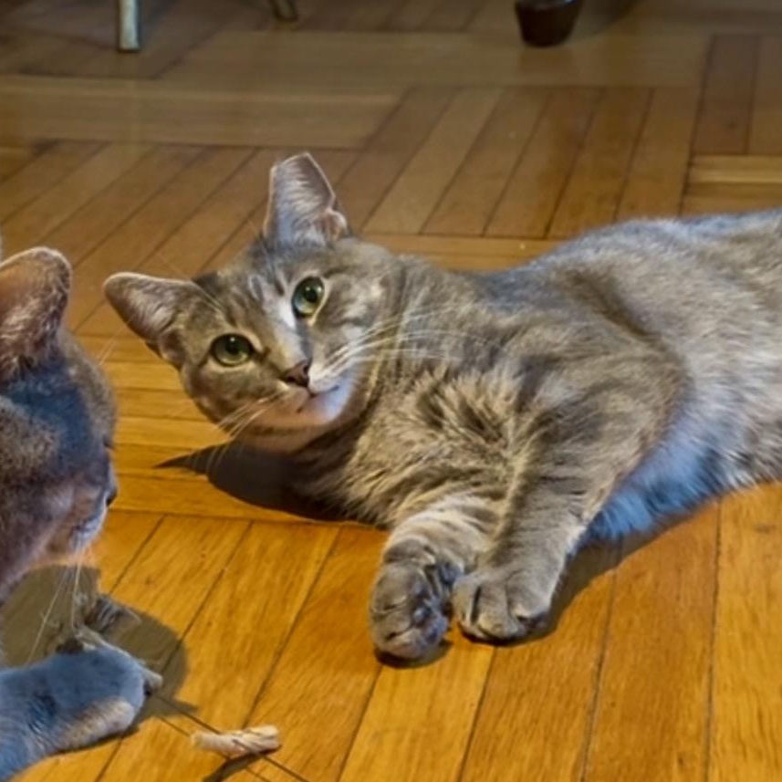 Enlarge Sporty, an adoption pending Domestic Short Hair in Brooklyn , NY image 1/6