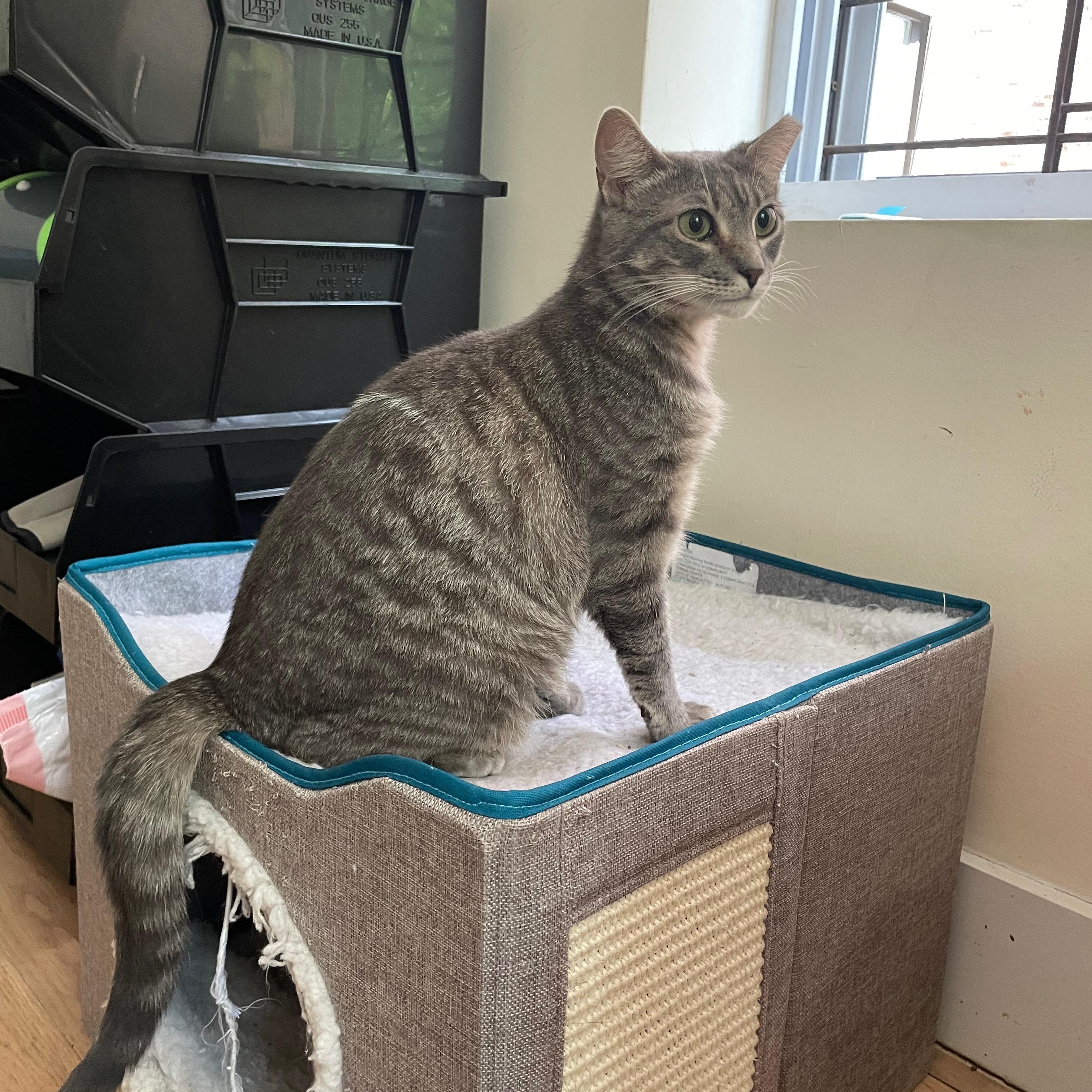 Enlarge Sporty, an adoption pending Domestic Short Hair in Brooklyn , NY image 5/6