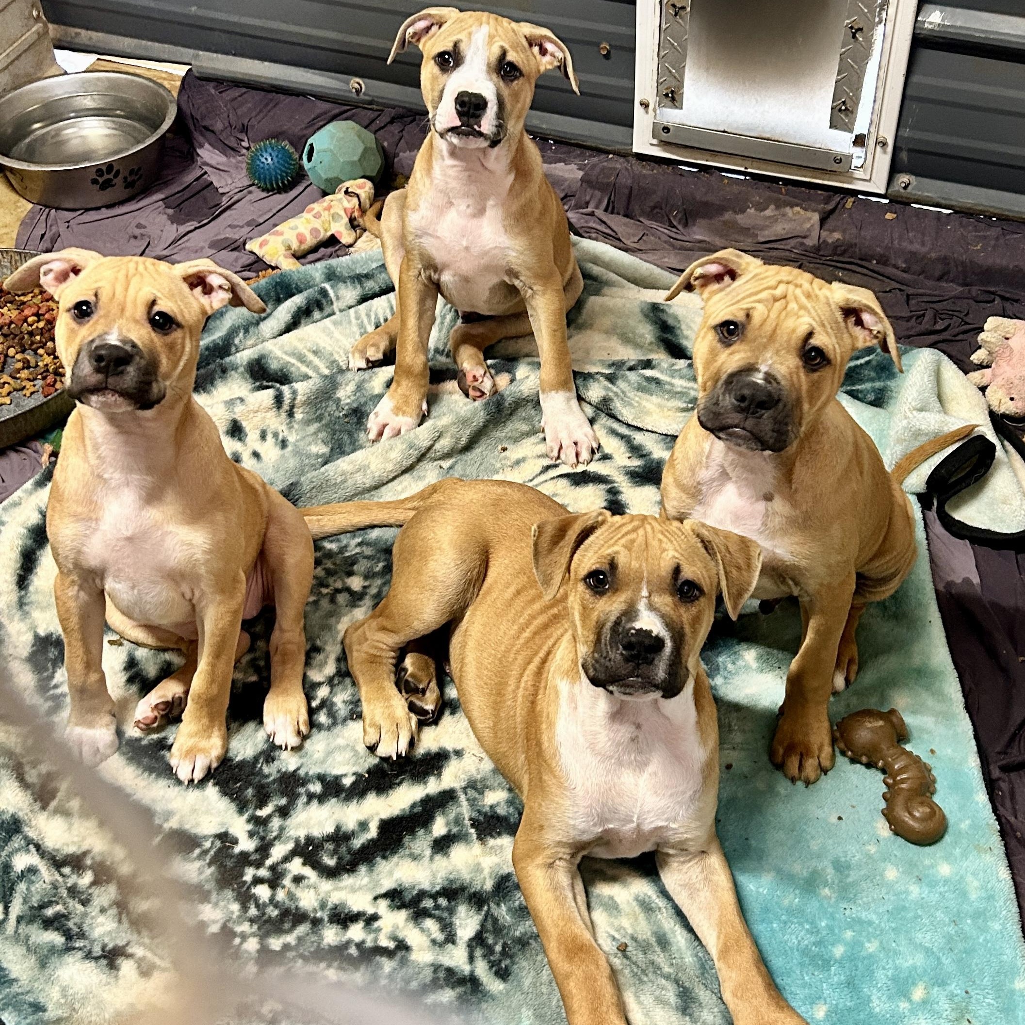 Enlarge Chad, a ADOPTABLE mixed breed in Broad Brook, CT image 6/6