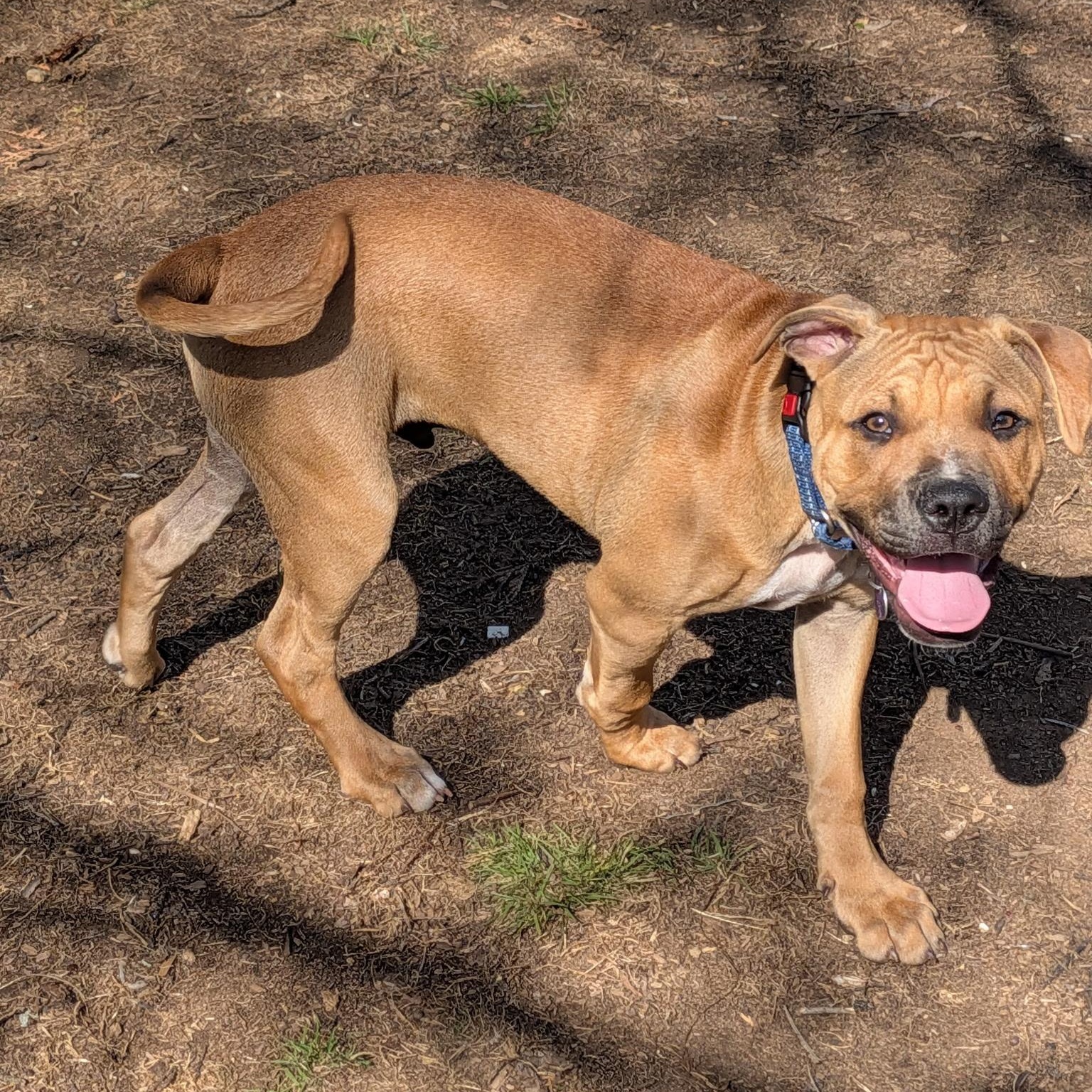 Chad, a ADOPTABLE mixed breed in Colchester, CT image 1/6