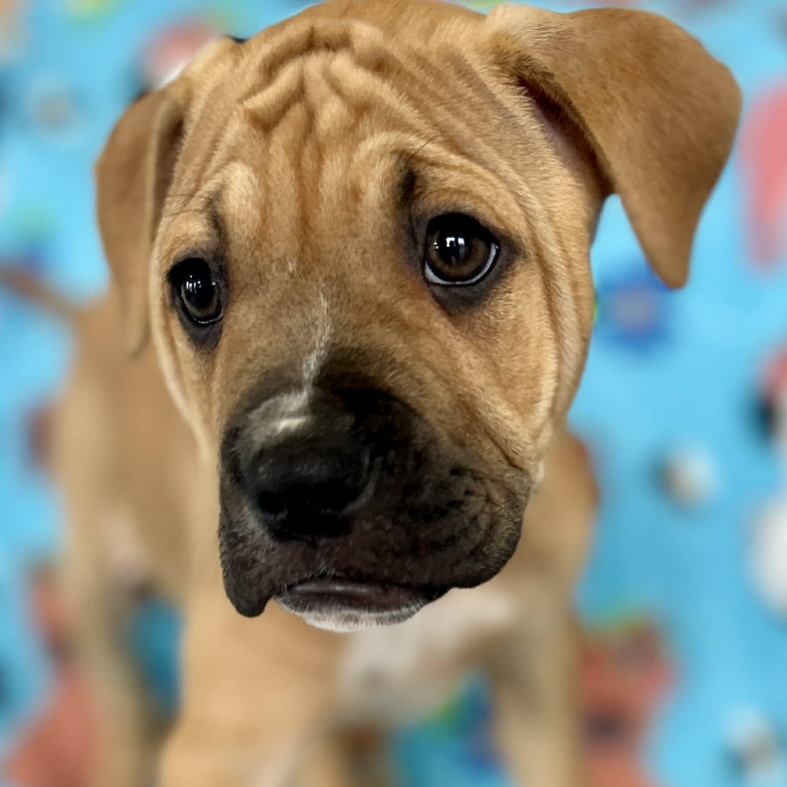 Chad, ADOPTABLE, Puppy Male Boxer & Black Mouth Cur.